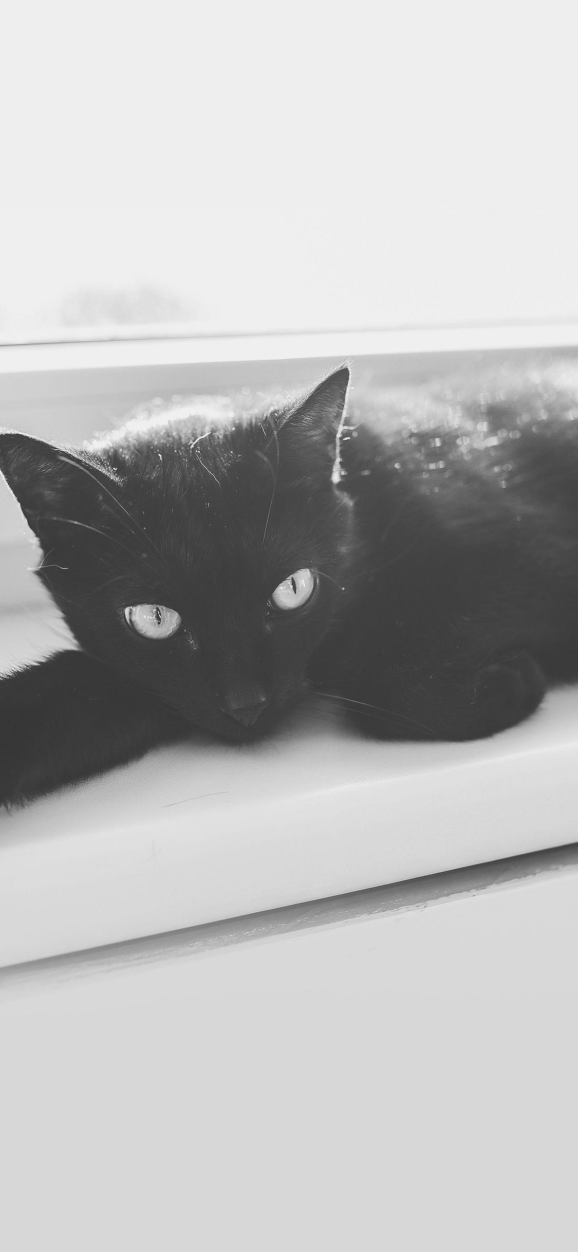 Black Cat iPhone Wallpapers Top Free Black Cat iPhone Backgrounds