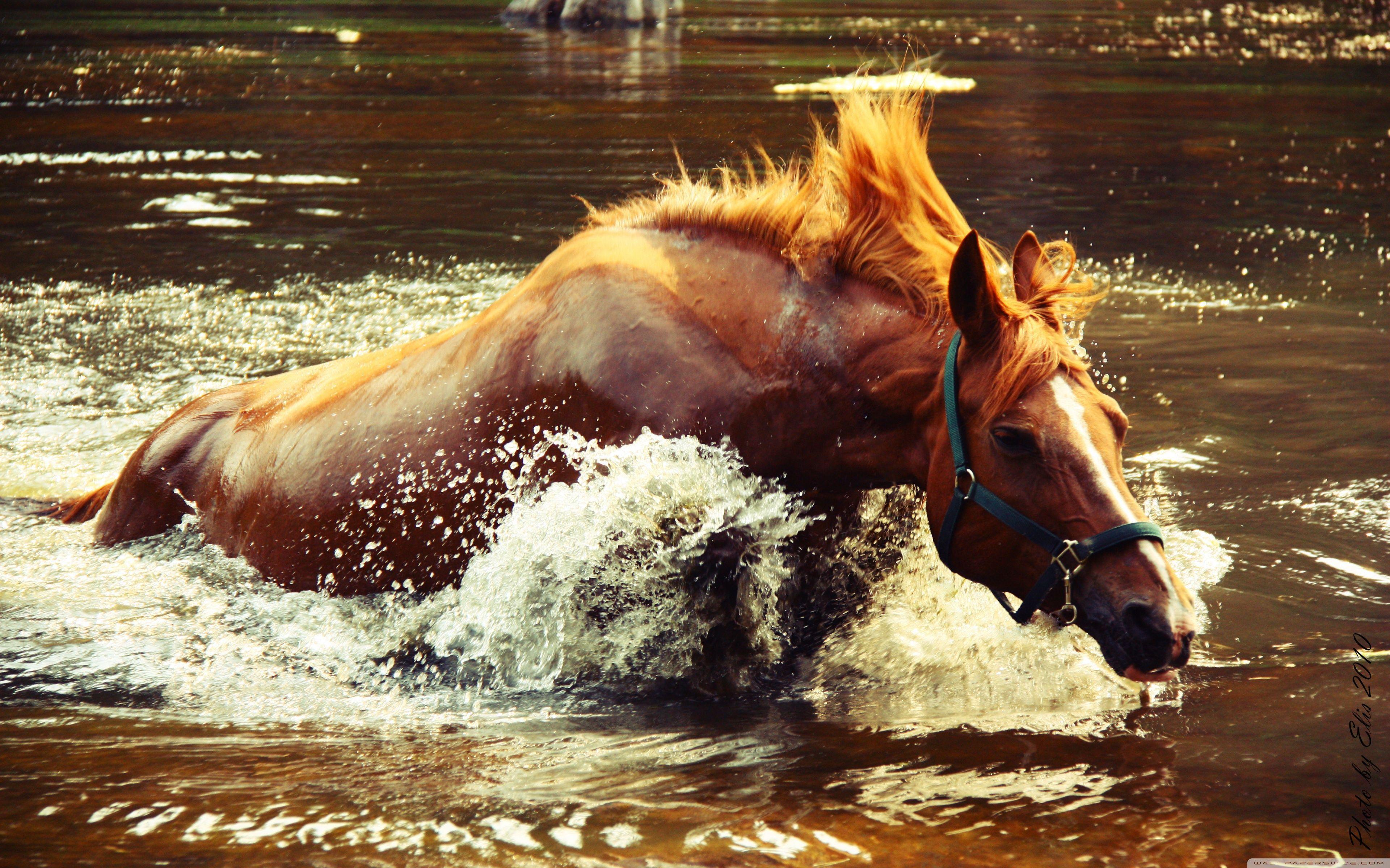 Water Horse Wallpapers Top Free Water Horse Backgrounds WallpaperAccess