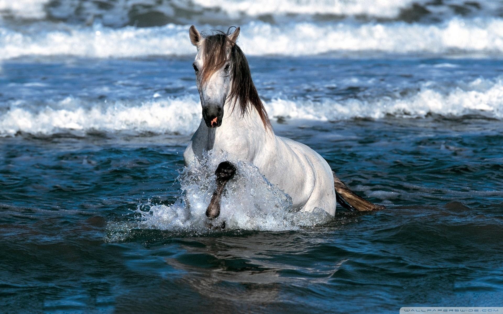 Water Horse Wallpapers Top Free Water Horse Backgrounds WallpaperAccess
