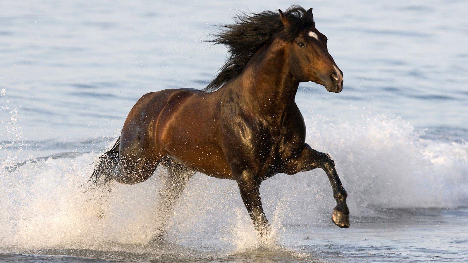 Water Horse Wallpapers Top Free Water Horse Backgrounds WallpaperAccess