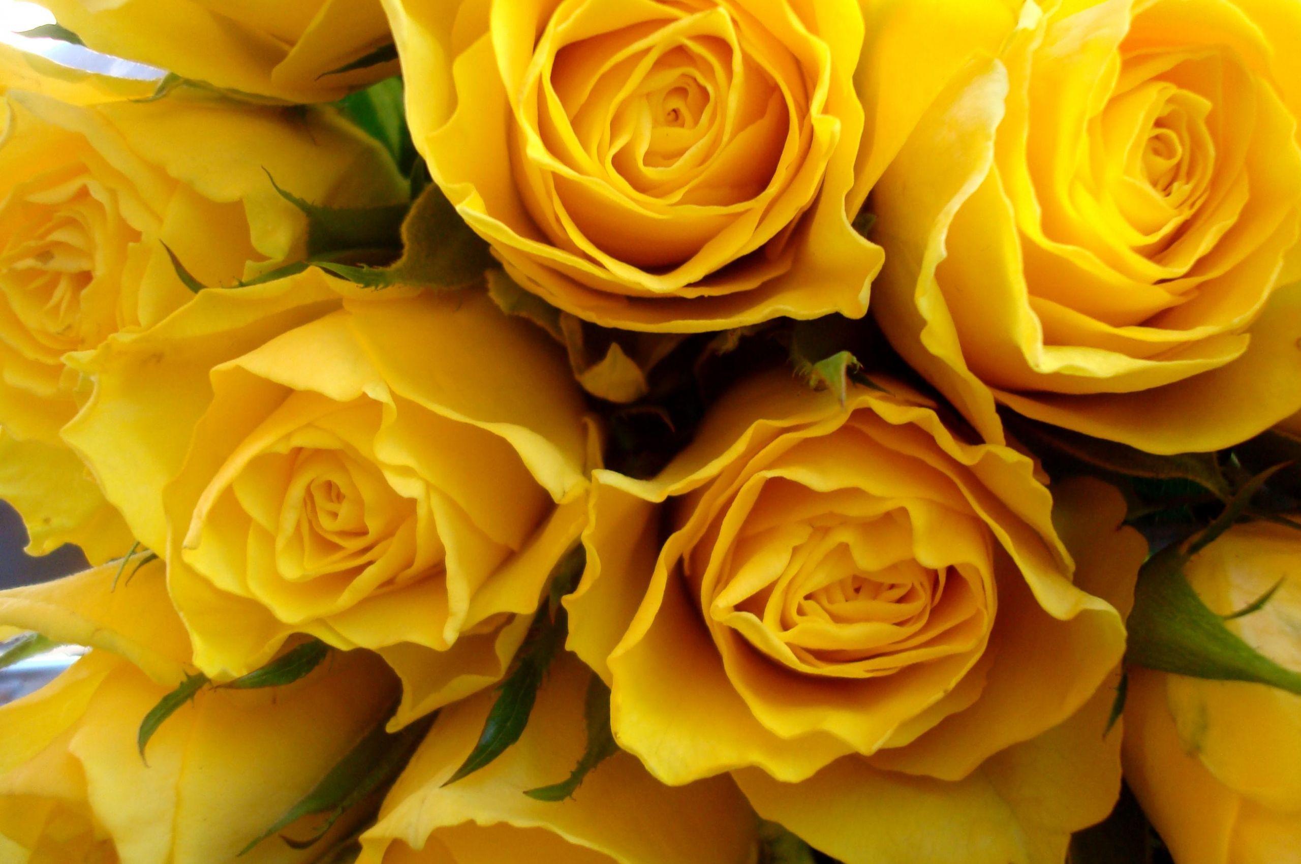 Yellow Rose Aesthetic Wallpapers Top Free Yellow Rose Aesthetic