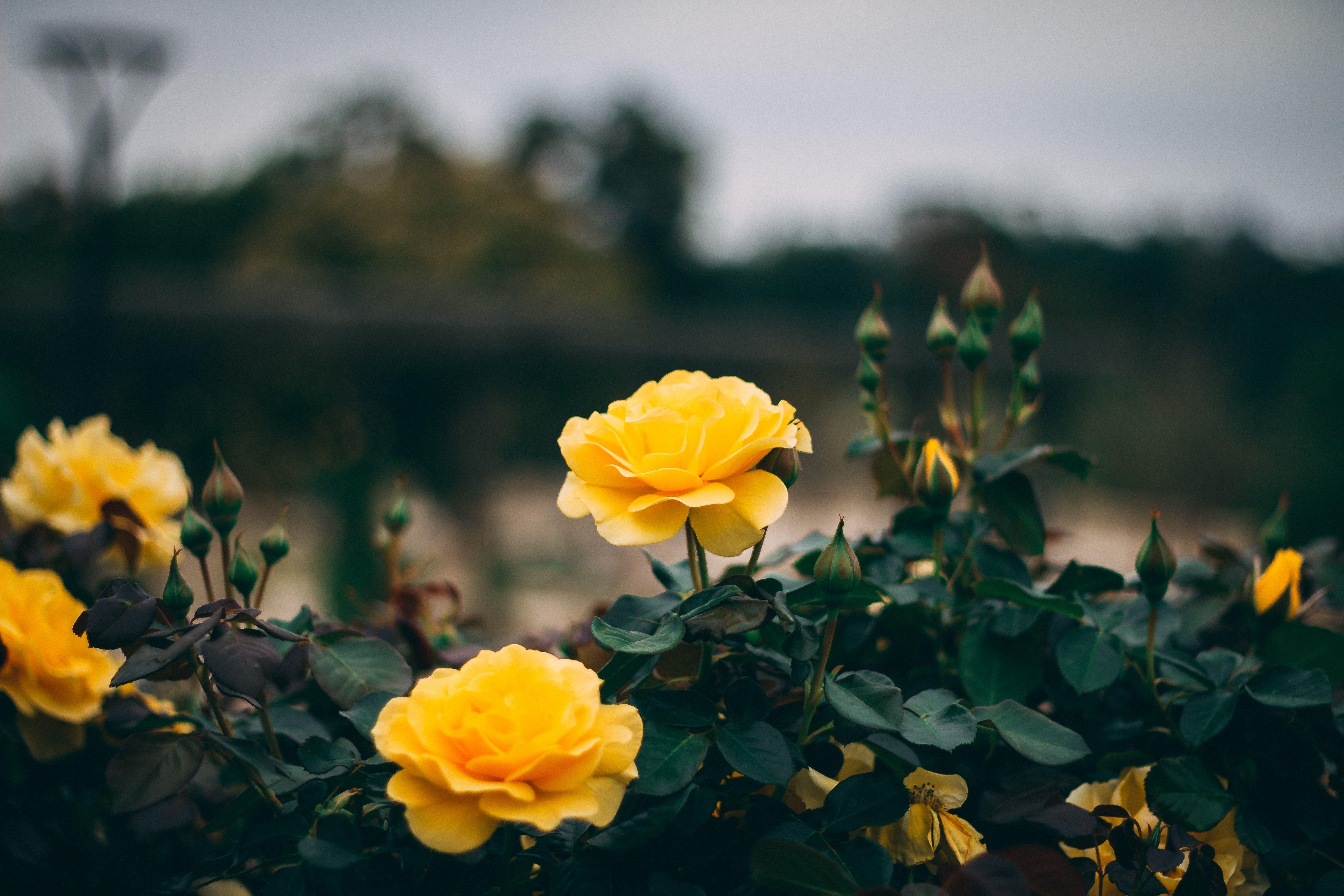 Yellow Rose Aesthetic Wallpapers Top Free Yellow Rose Aesthetic