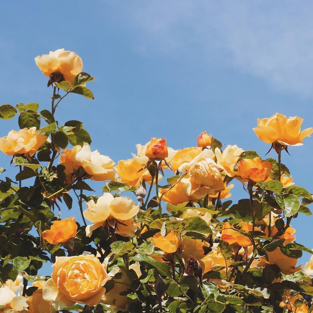 Yellow Rose Aesthetic Wallpapers Top Free Yellow Rose Aesthetic