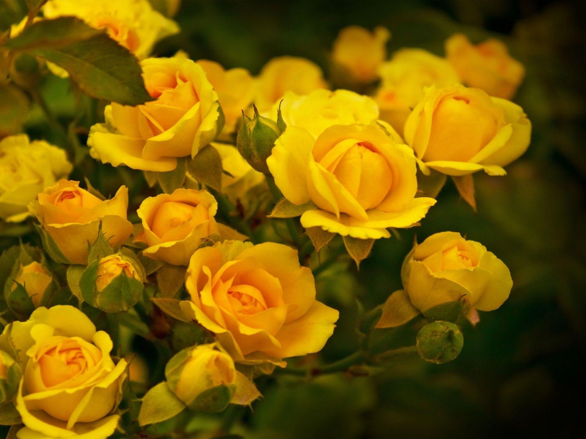 Yellow Rose Aesthetic Wallpapers Top Free Yellow Rose Aesthetic