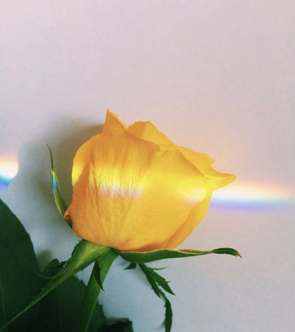 Yellow Rose Aesthetic Wallpapers Top Free Yellow Rose Aesthetic