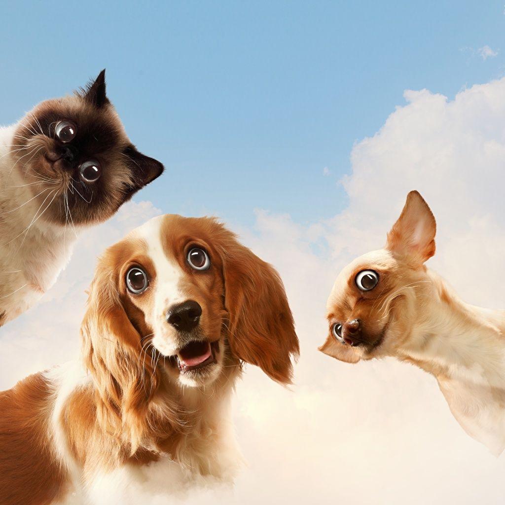 Cat and Dog Funny Wallpapers Top Free Cat and Dog Funny Backgrounds