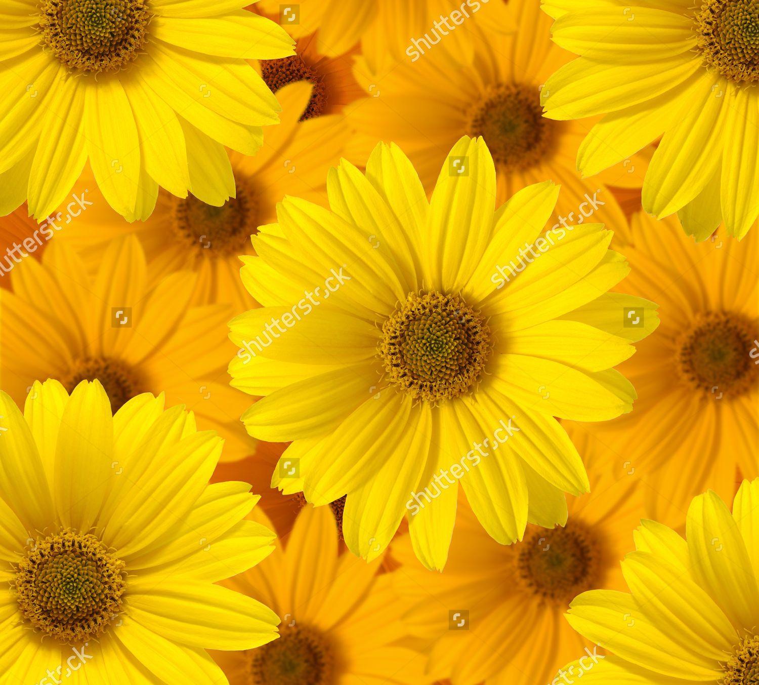 Yellow Daisy Wallpapers Top Free Yellow Daisy Backgrounds