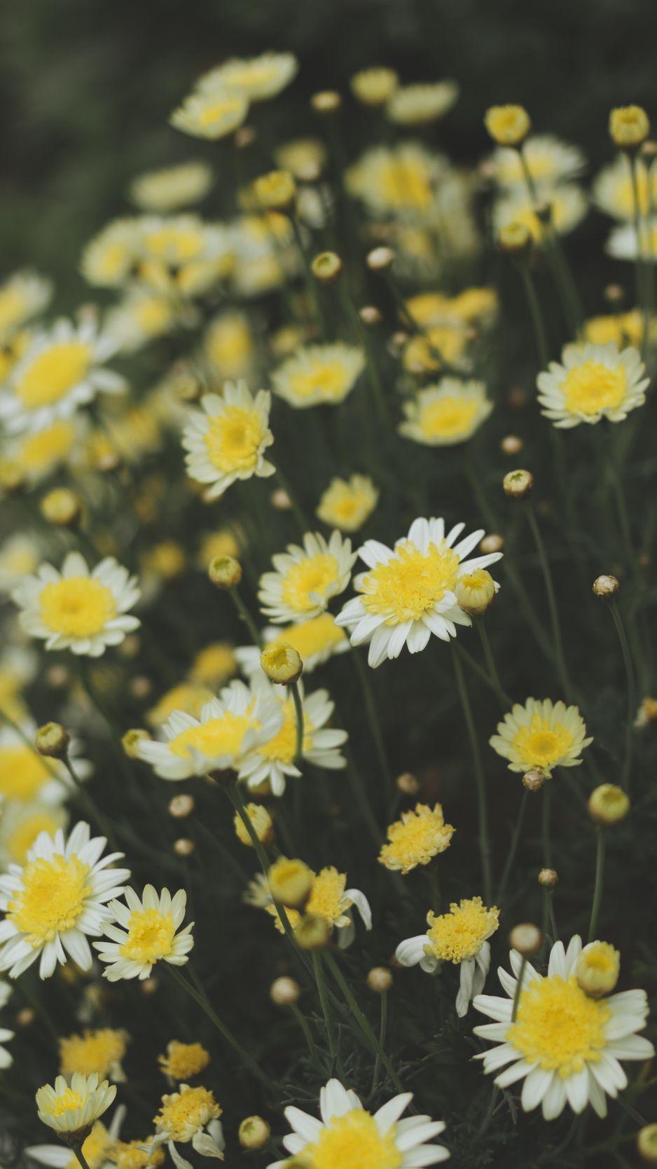 Yellow Daisy Wallpapers Top Free Yellow Daisy Backgrounds