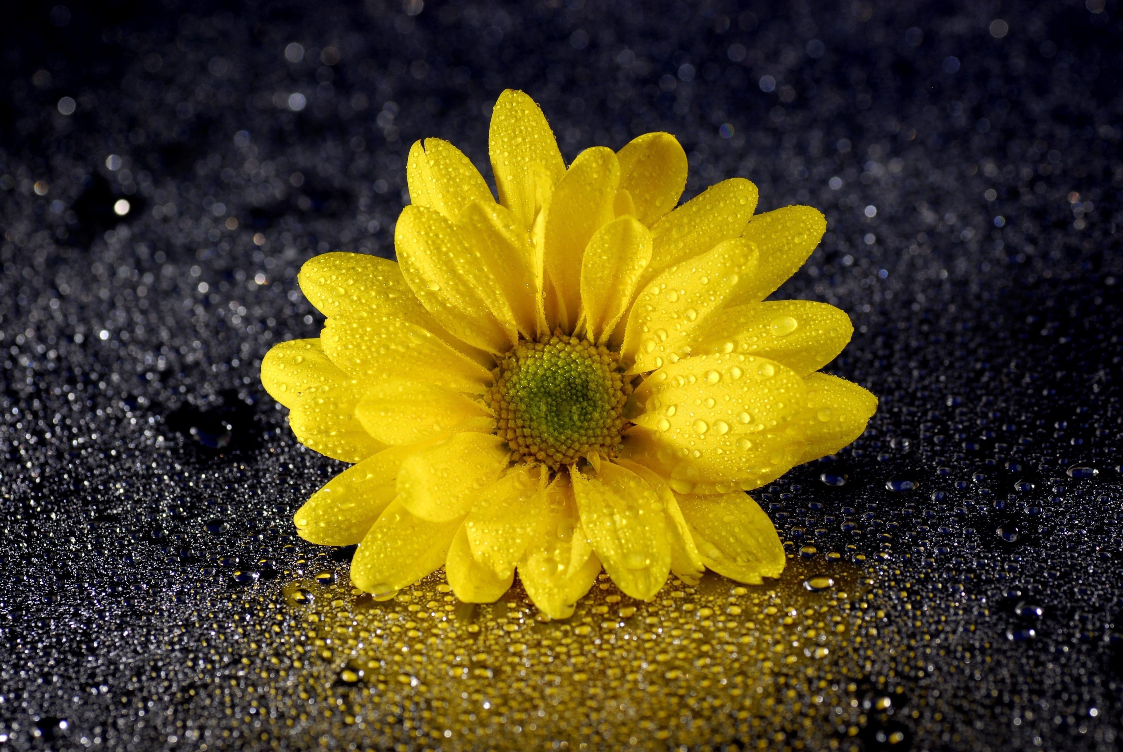 Yellow Daisy Wallpapers Top Free Yellow Daisy Backgrounds