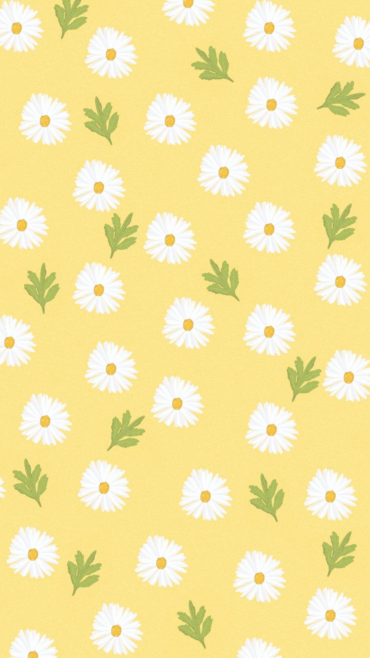 Yellow Daisy Wallpapers Top Free Yellow Daisy Backgrounds