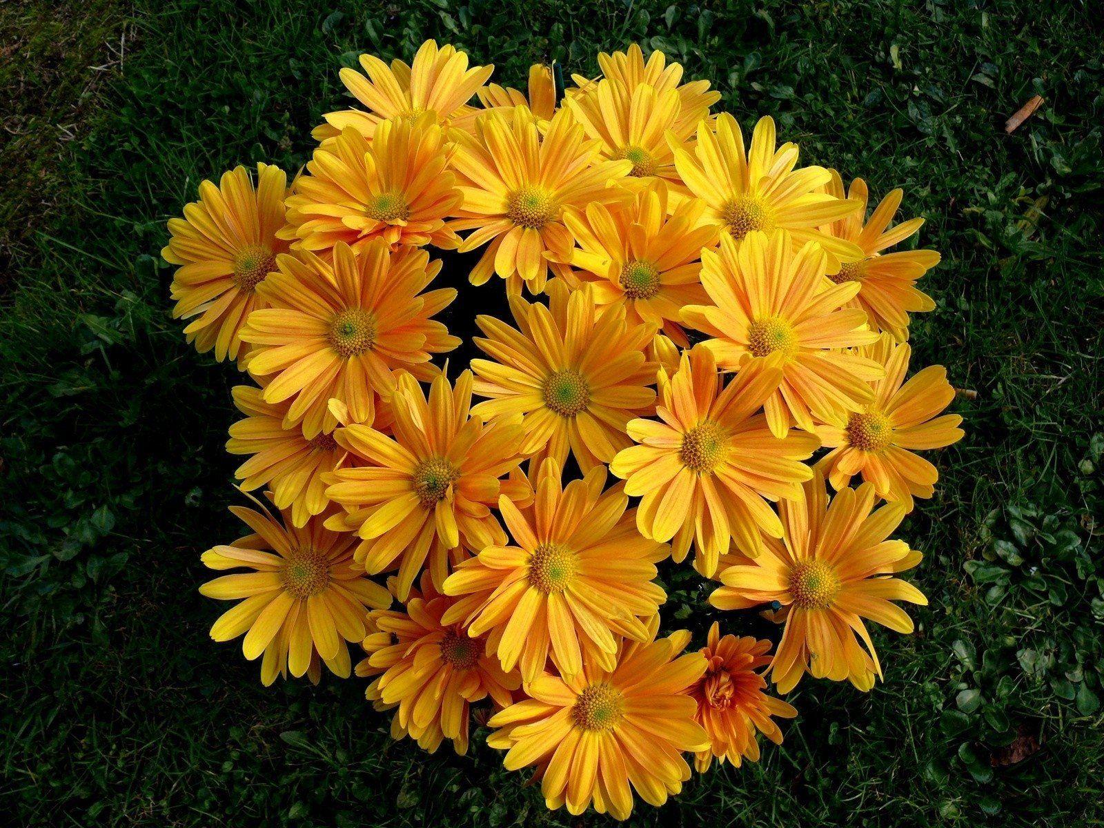 Yellow Daisy Wallpapers Top Free Yellow Daisy Backgrounds