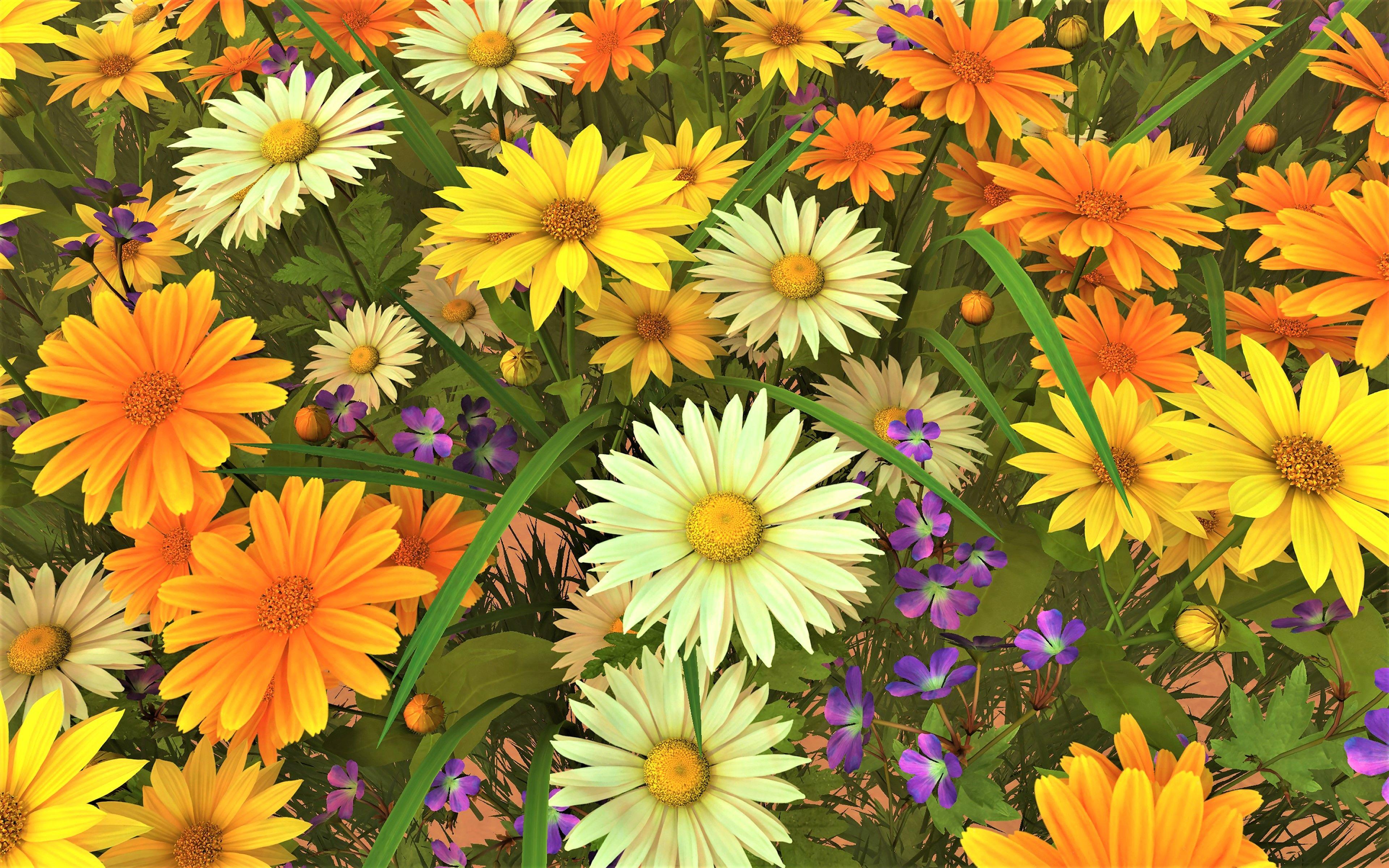 Yellow Daisy Wallpapers Top Free Yellow Daisy Backgrounds