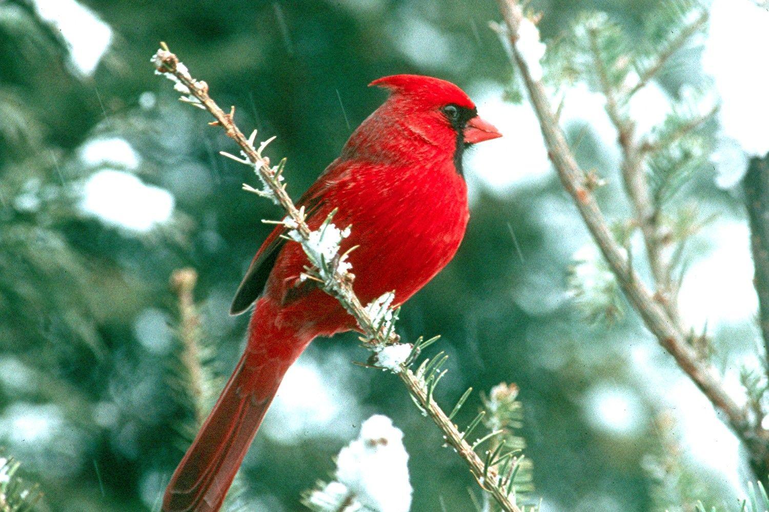Red Cardinal Wallpapers Top Free Red Cardinal Backgrounds