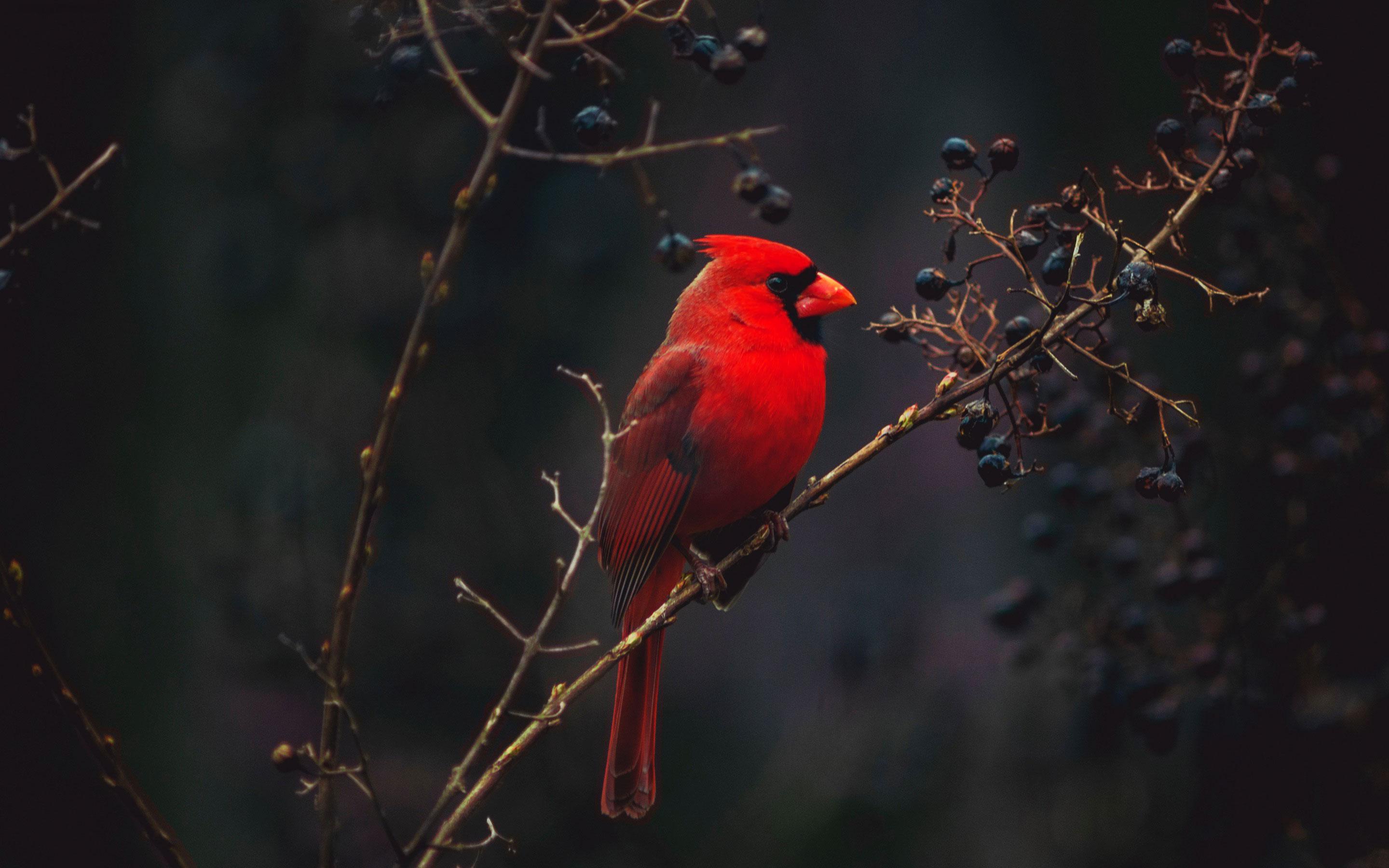 Red Cardinal Wallpapers Top Free Red Cardinal Backgrounds WallpaperAccess