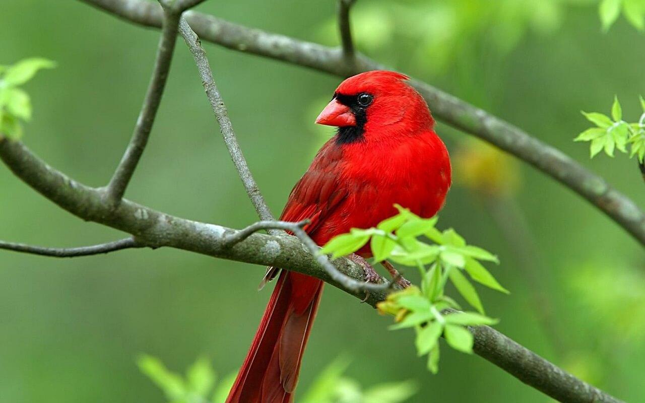 Red Cardinal Wallpapers Top Free Red Cardinal Backgrounds