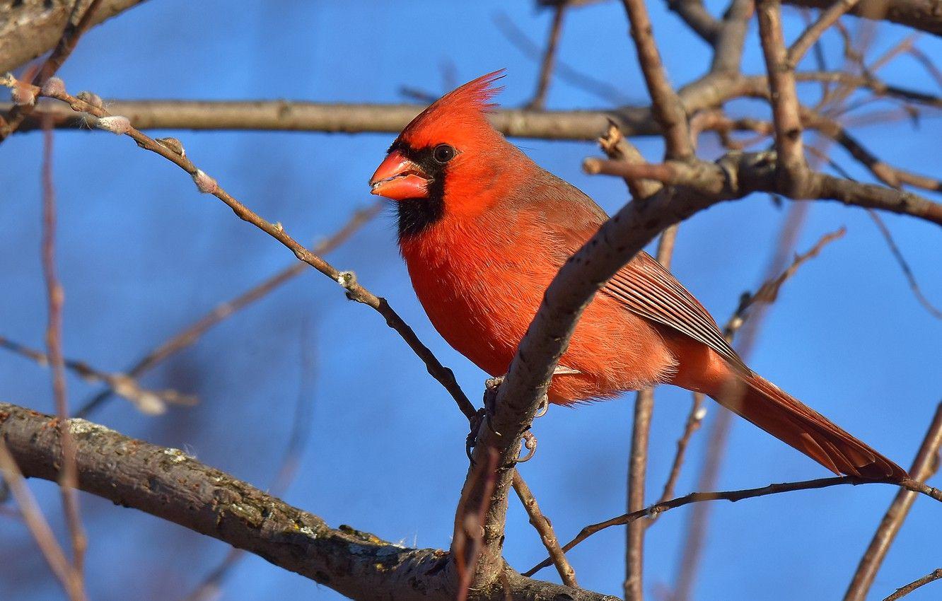 Red Cardinal Wallpapers Top Free Red Cardinal Backgrounds