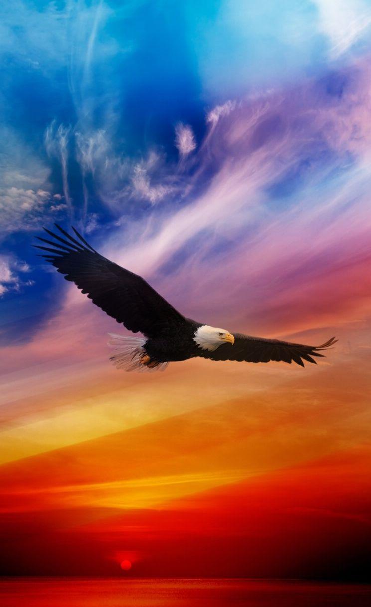 iPhone Eagle Wallpapers Top Free iPhone Eagle Backgrounds