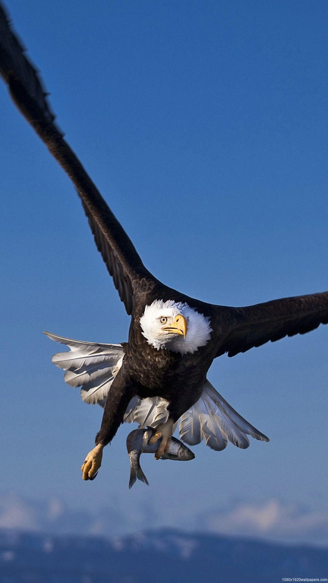 Eagle HD Phone Wallpapers Top Free Eagle HD Phone Backgrounds