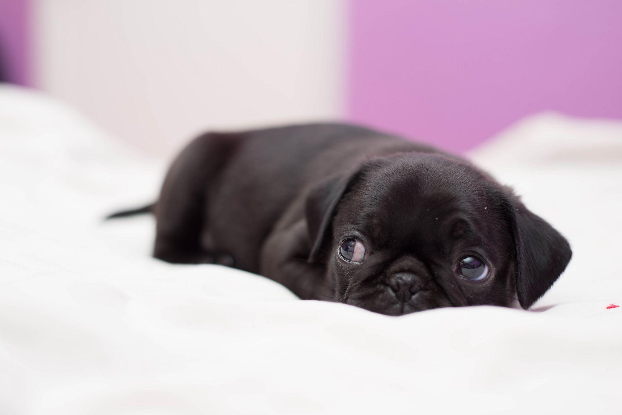 Black Pug Wallpapers Top Free Black Pug Backgrounds WallpaperAccess