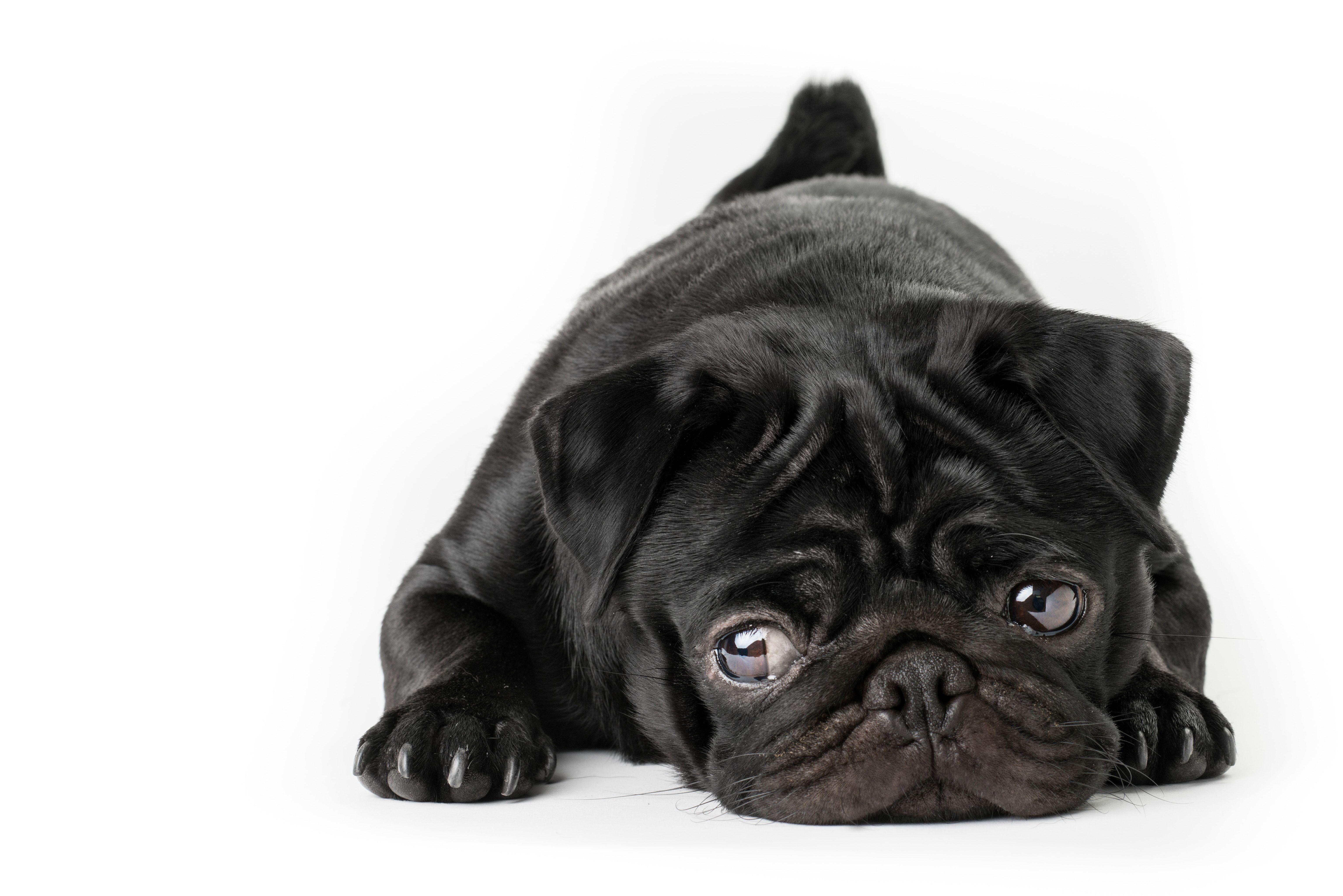Black Pug Wallpapers Top Free Black Pug Backgrounds WallpaperAccess