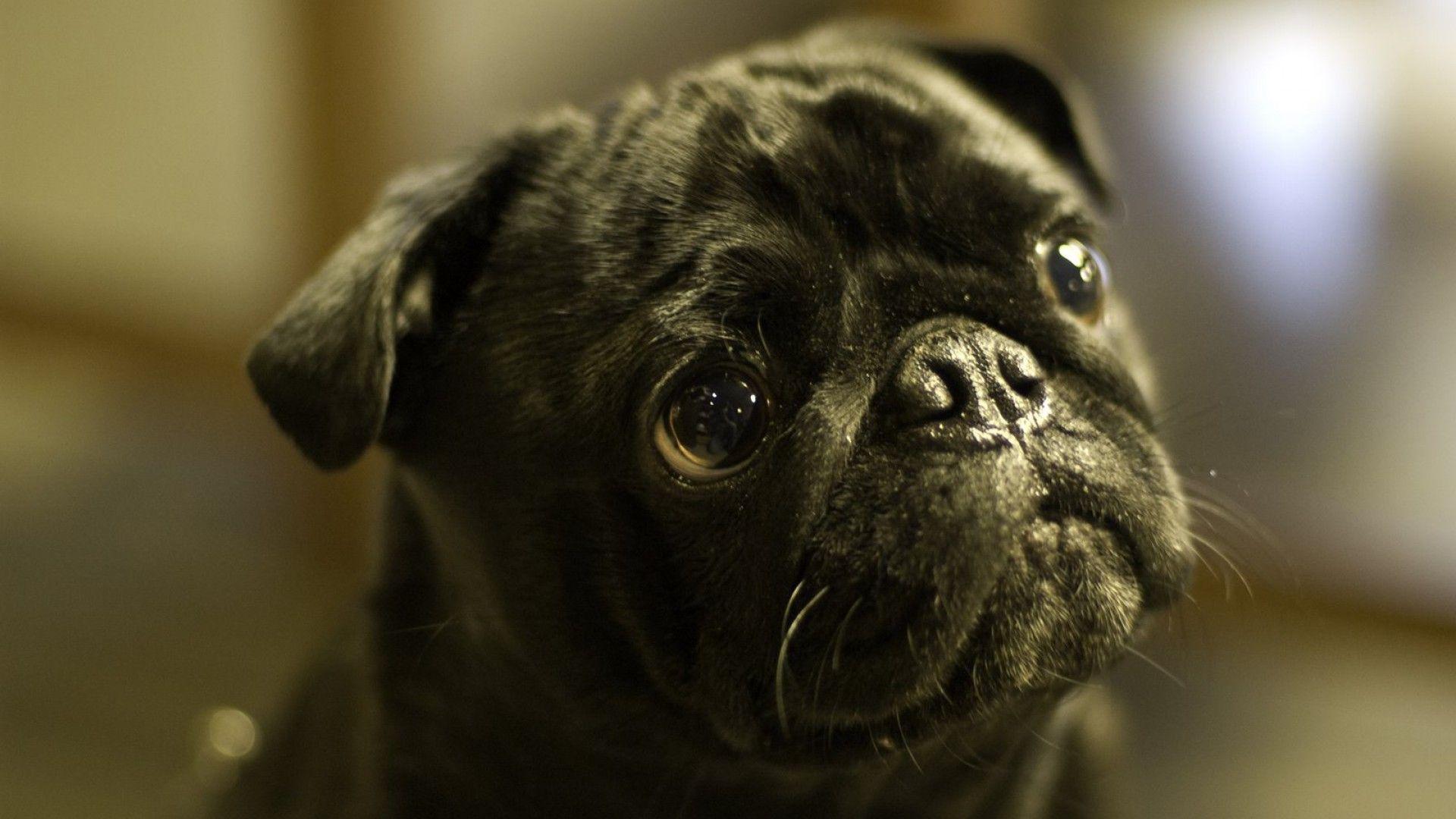 Black Pug Wallpapers Top Free Black Pug Backgrounds WallpaperAccess