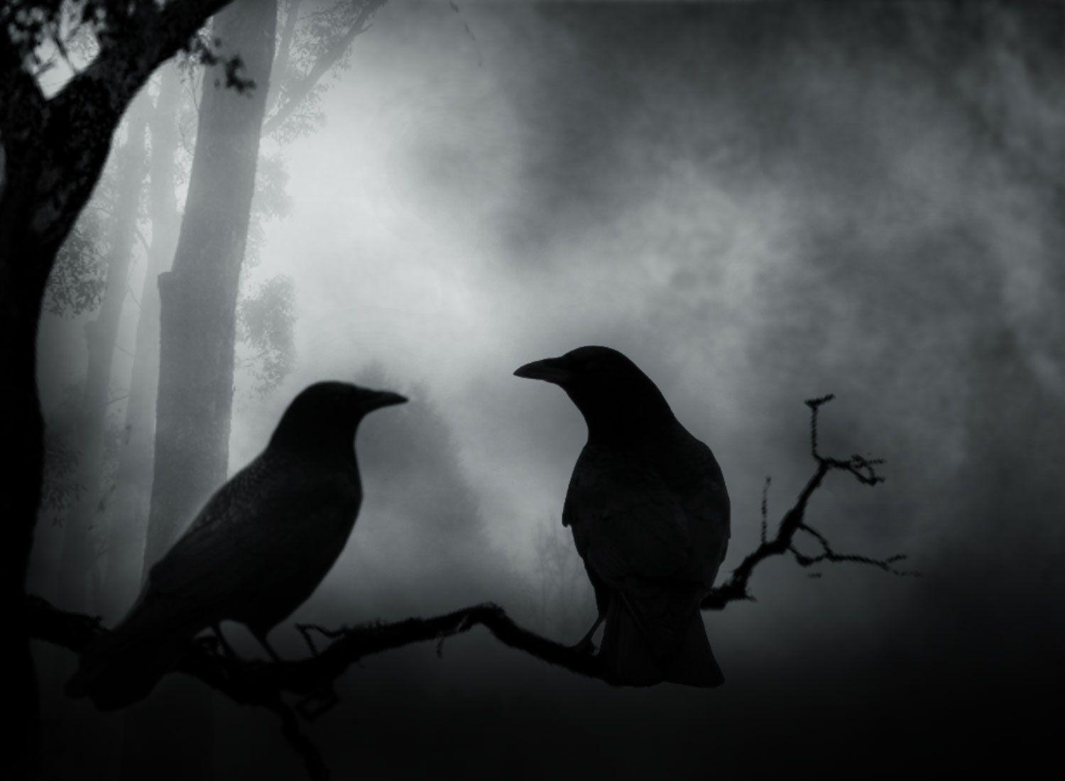 Dark Crow Wallpapers Top Free Dark Crow Backgrounds WallpaperAccess