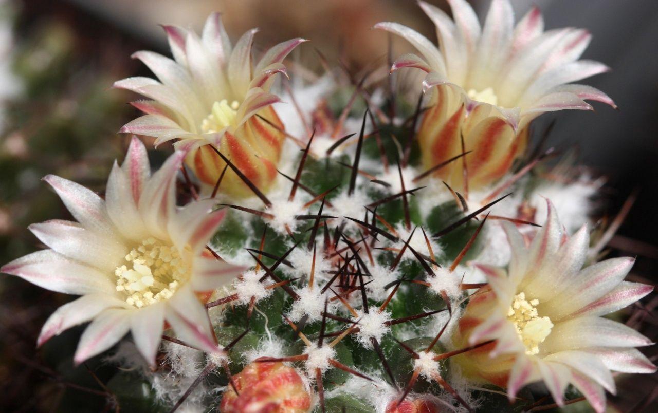 Cactus Flower Wallpapers Top Free Cactus Flower Backgrounds
