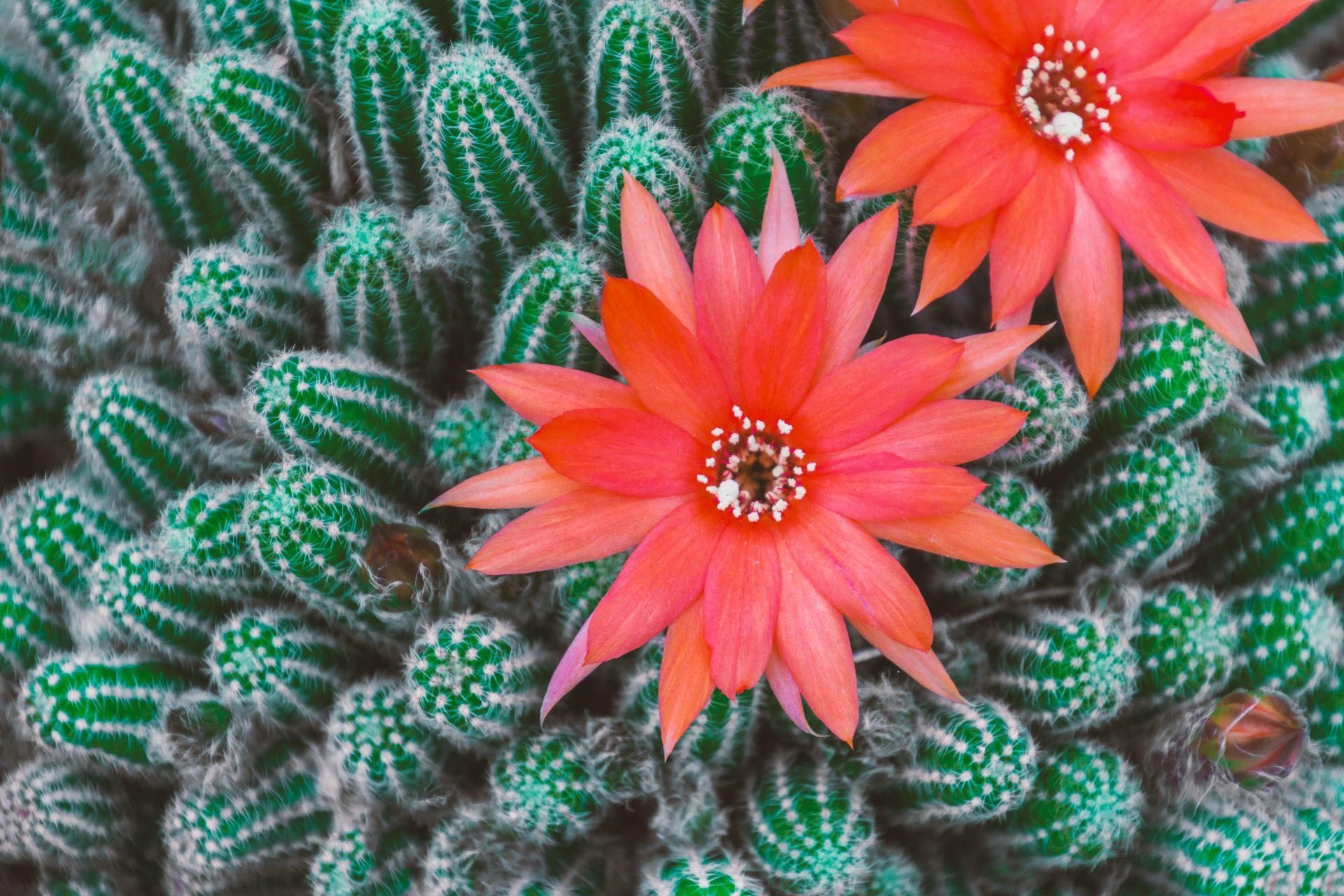 Cactus Flower Wallpapers Top Free Cactus Flower Backgrounds
