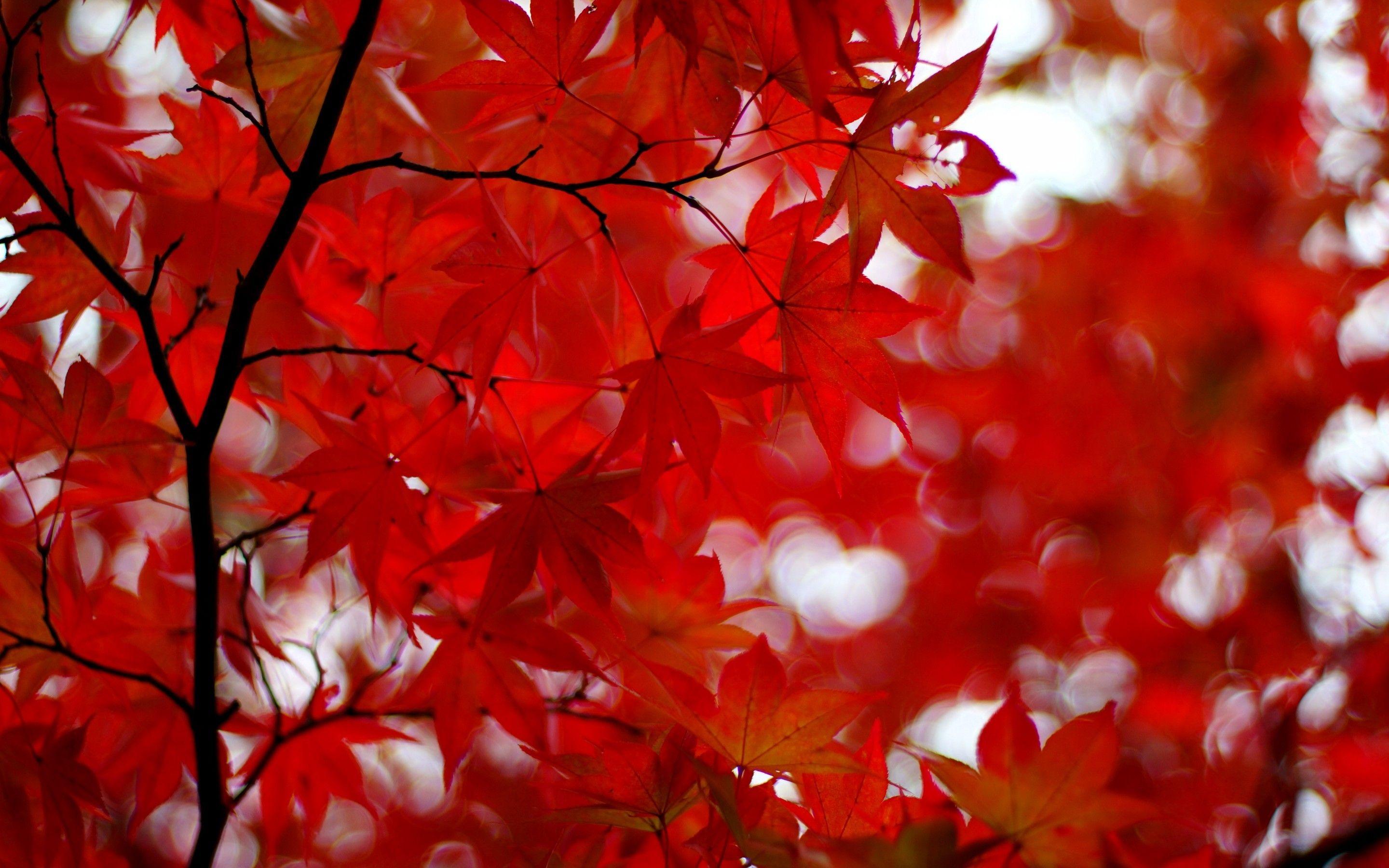 Acer Red Wallpapers Top Free Acer Red Backgrounds WallpaperAccess