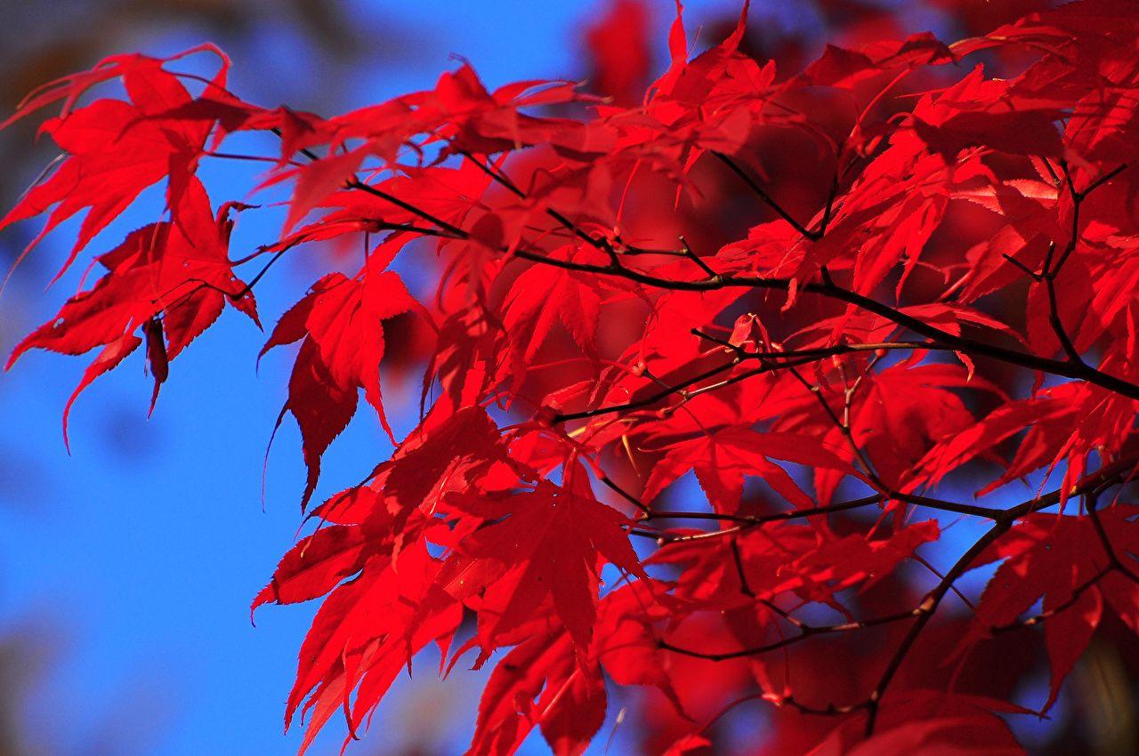 Acer Red Wallpapers Top Free Acer Red Backgrounds WallpaperAccess