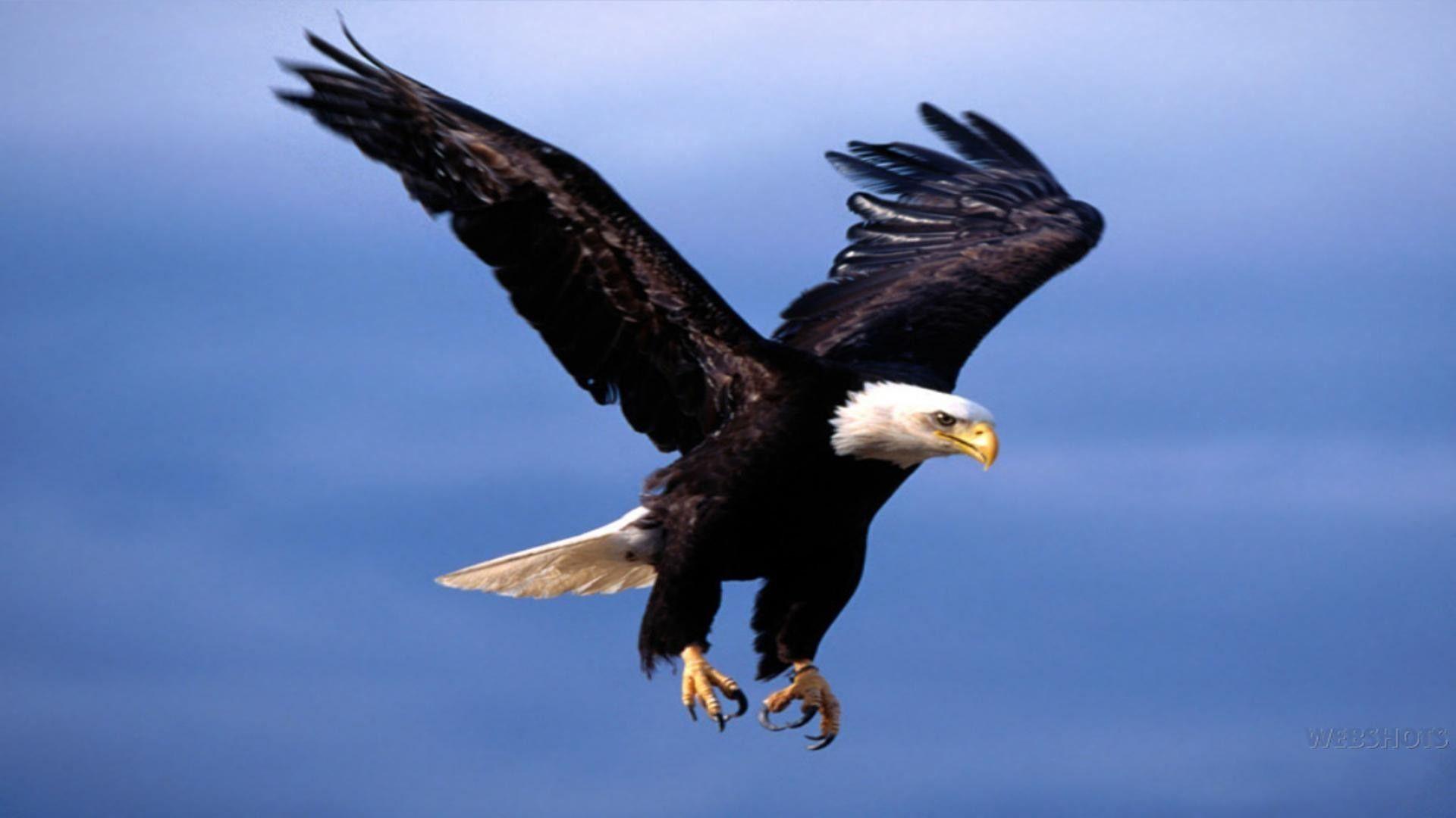 Eagle Flying HD Wallpapers Top Free Eagle Flying HD Backgrounds