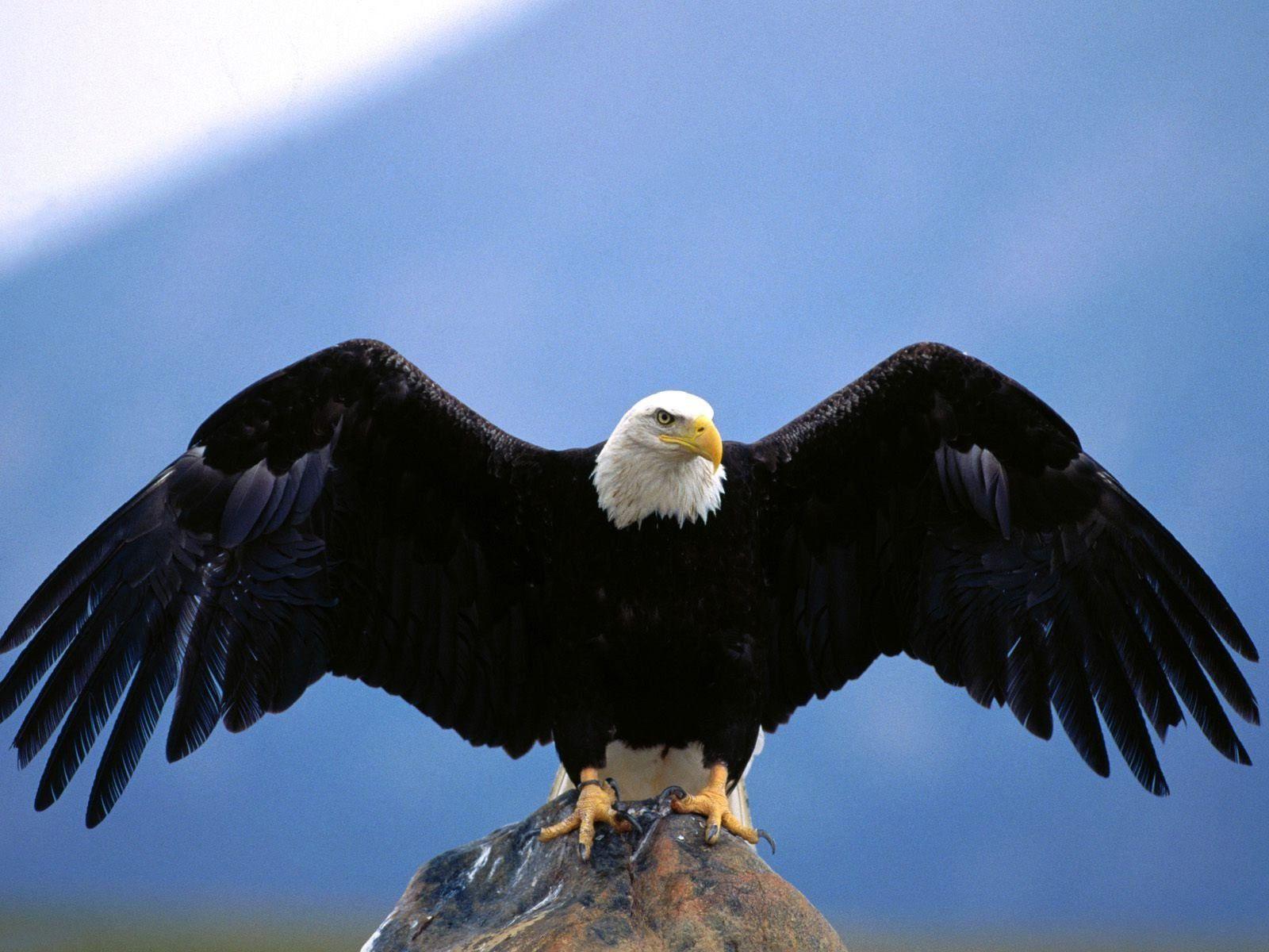 Eagle Flying HD Wallpapers Top Free Eagle Flying HD Backgrounds