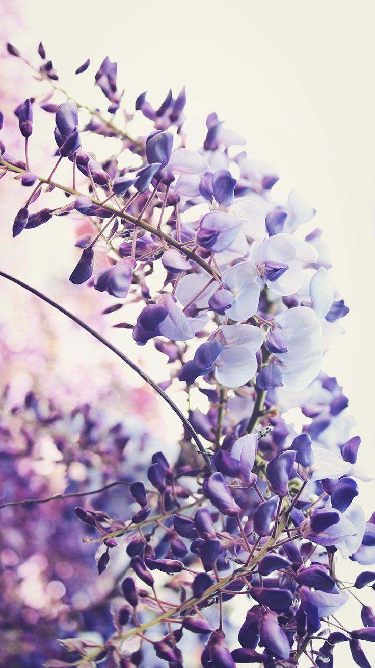 Lavender iPhone Wallpapers Top Free Lavender iPhone Backgrounds