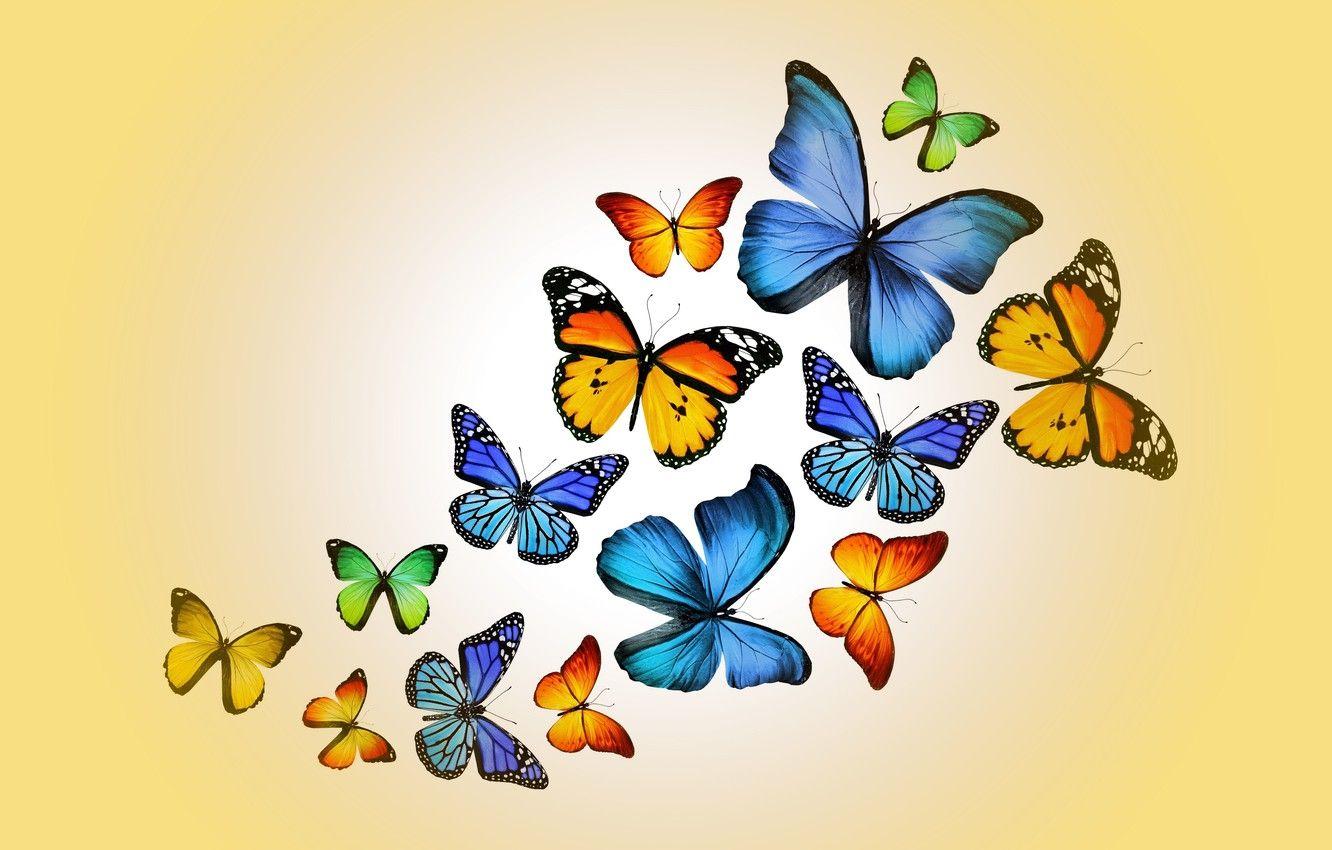 Cute Yellow Butterflies Wallpapers Top Free Cute Yellow Butterflies