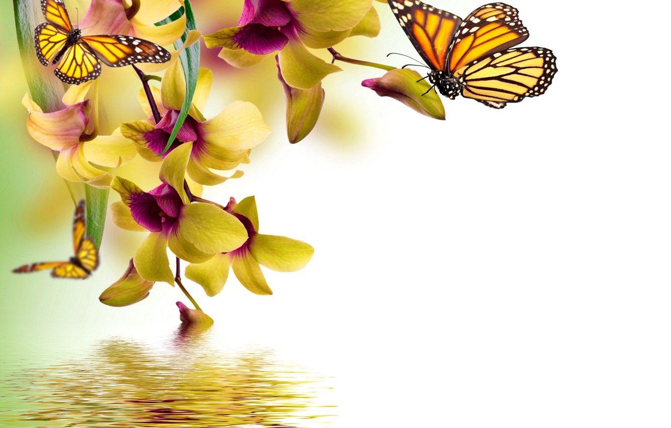 Yellow Butterflies Wallpapers Top Free Yellow Butterflies Backgrounds