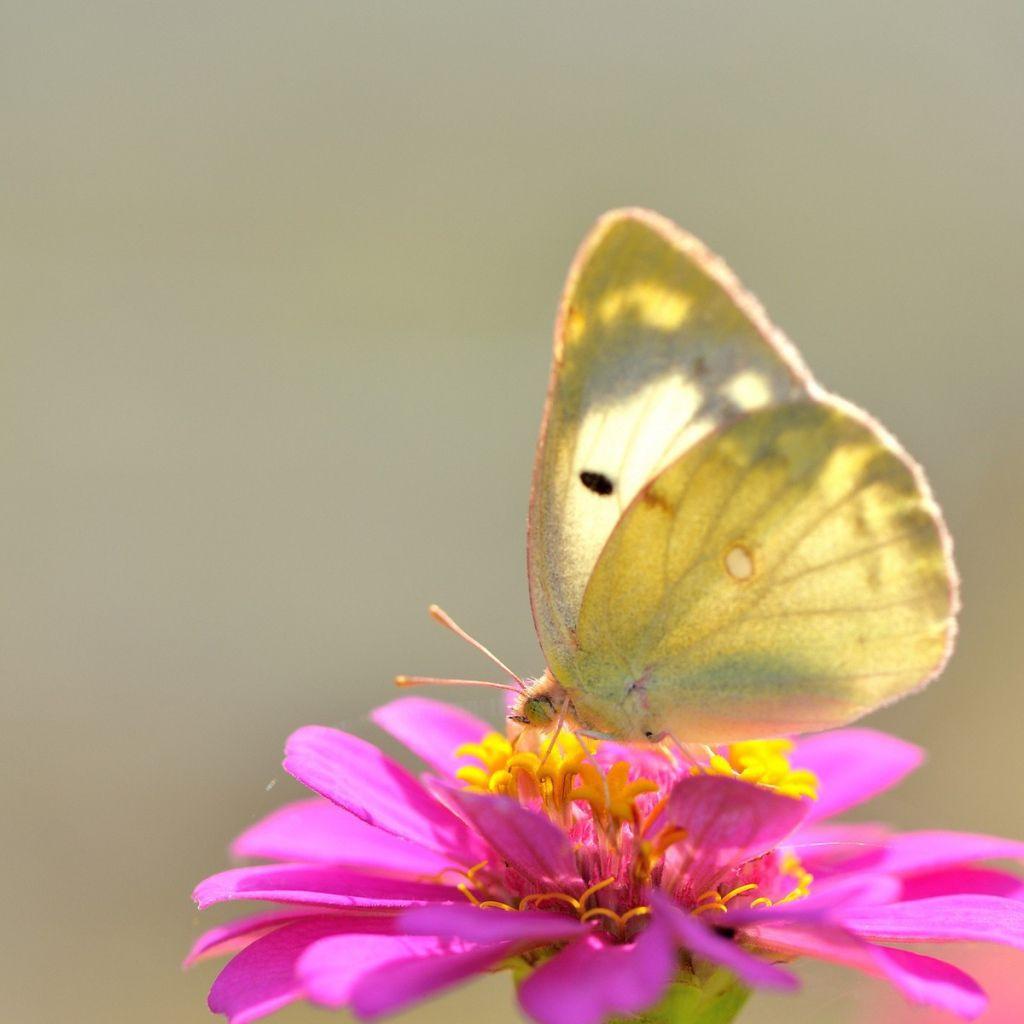 Yellow Butterflies Wallpapers Top Free Yellow Butterflies Backgrounds