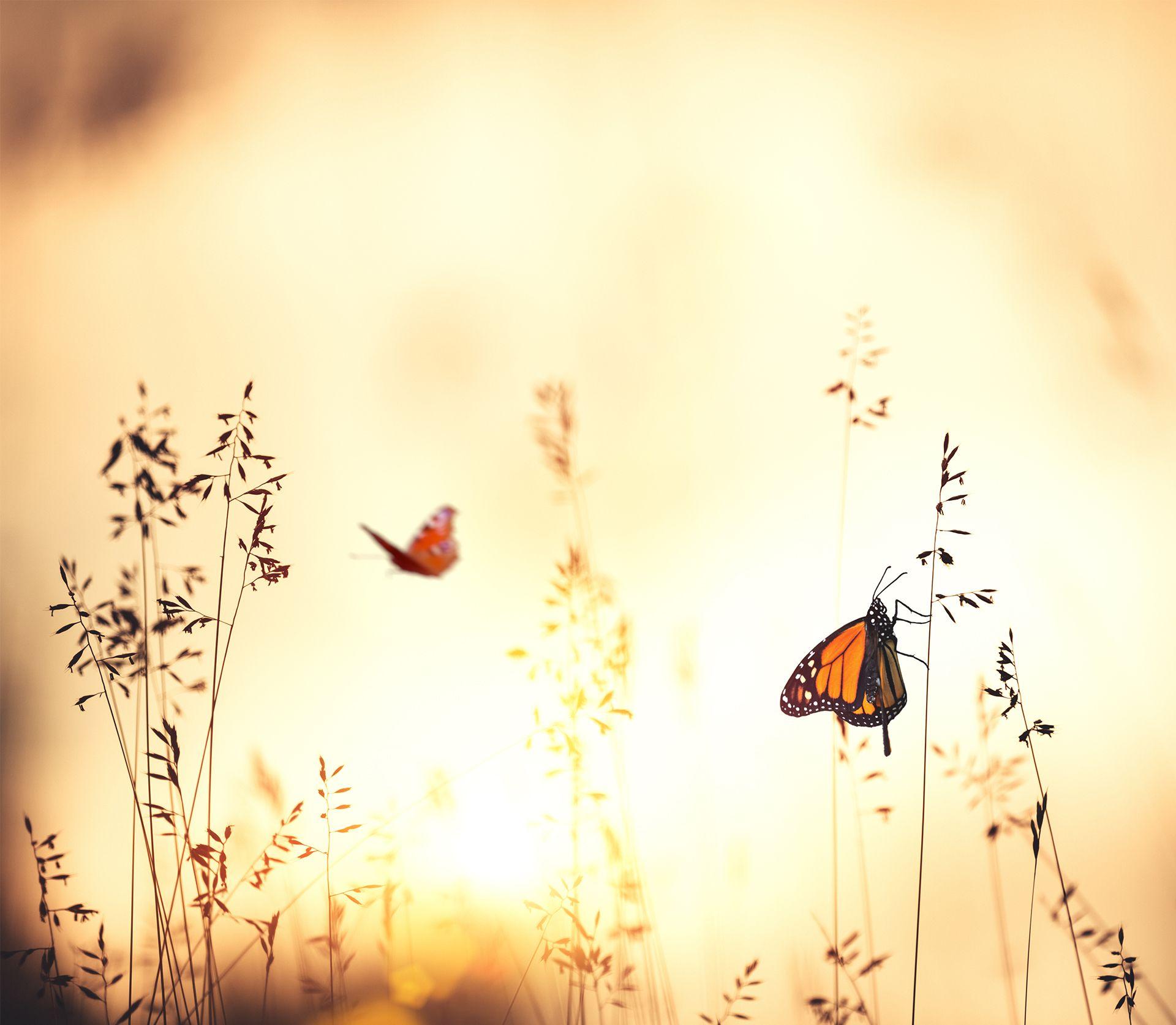 Butterfly Sunset Wallpapers Top Free Butterfly Sunset Backgrounds