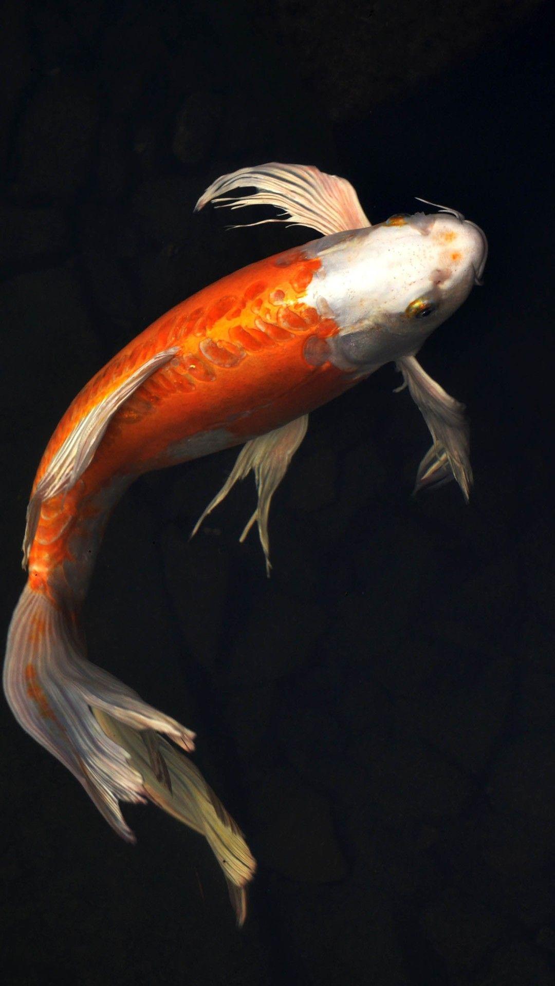 Koi Fish Wallpaper For Iphone