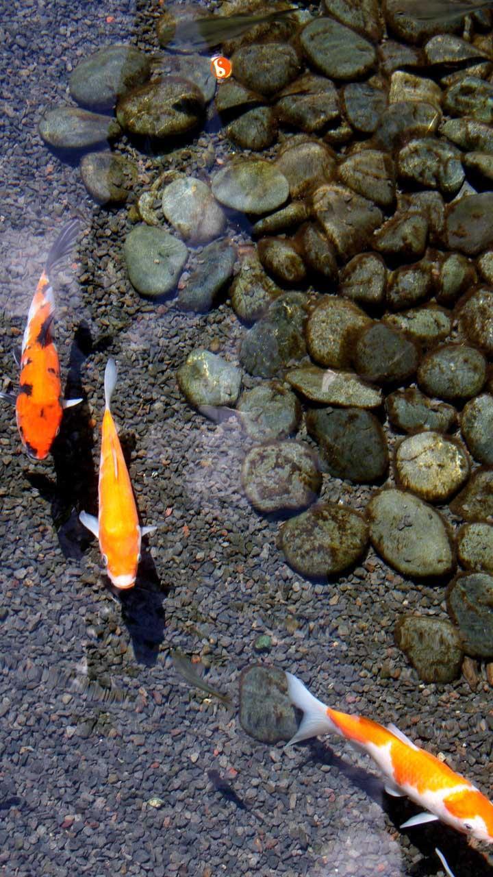 Koi iPhone Wallpapers Top Free Koi iPhone Backgrounds WallpaperAccess