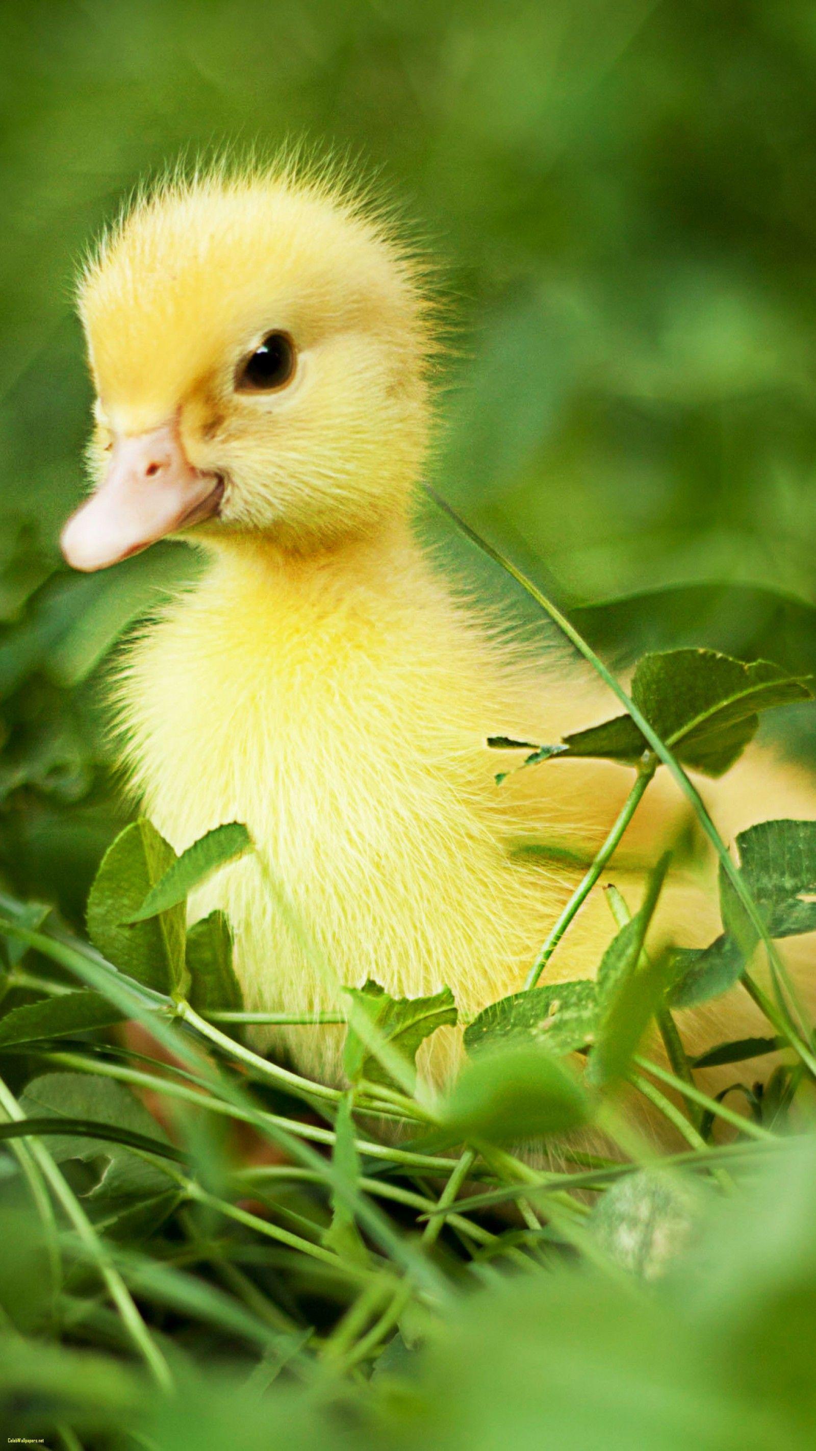 Yellow Duck Wallpapers Top Free Yellow Duck Backgrounds WallpaperAccess