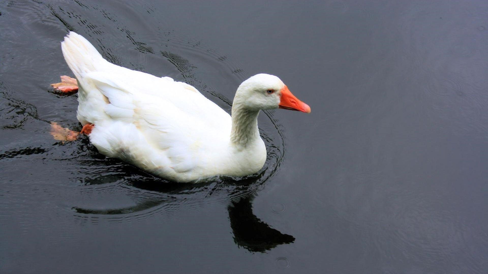 White Duck Wallpapers Top Free White Duck Backgrounds WallpaperAccess