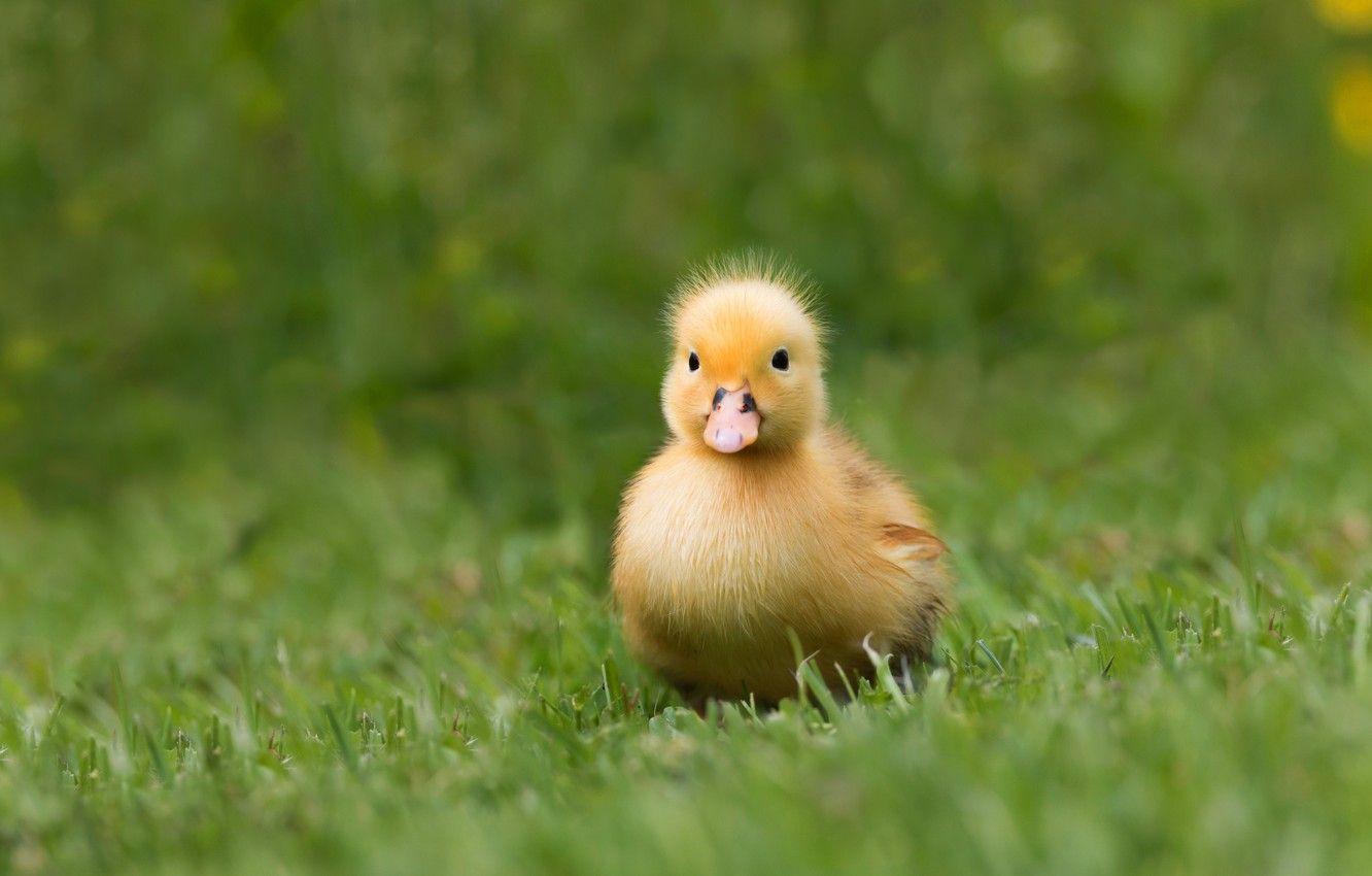 Yellow Duck Wallpapers Top Free Yellow Duck Backgrounds WallpaperAccess