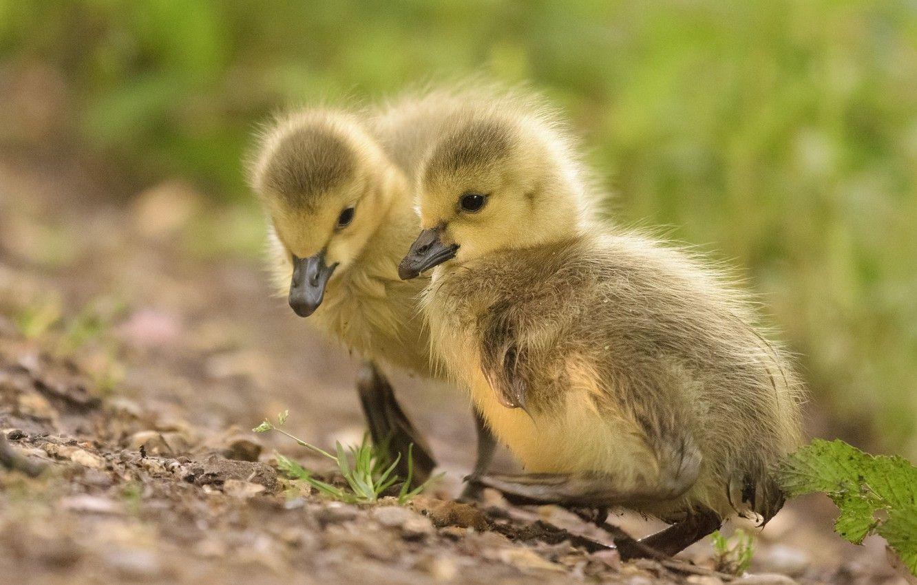 Yellow Duck Wallpapers Top Free Yellow Duck Backgrounds WallpaperAccess