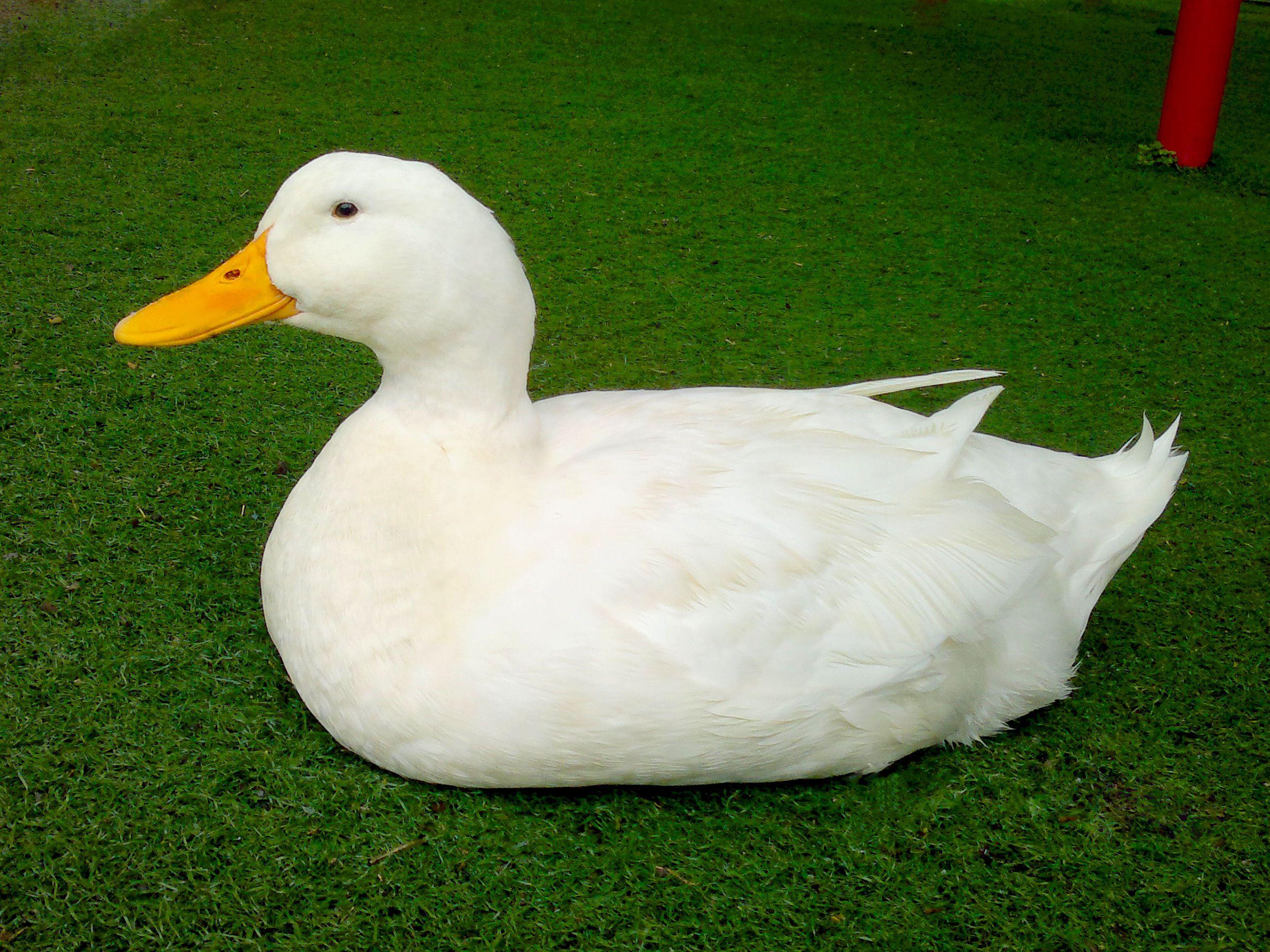 White Duck Wallpapers Top Free White Duck Backgrounds WallpaperAccess