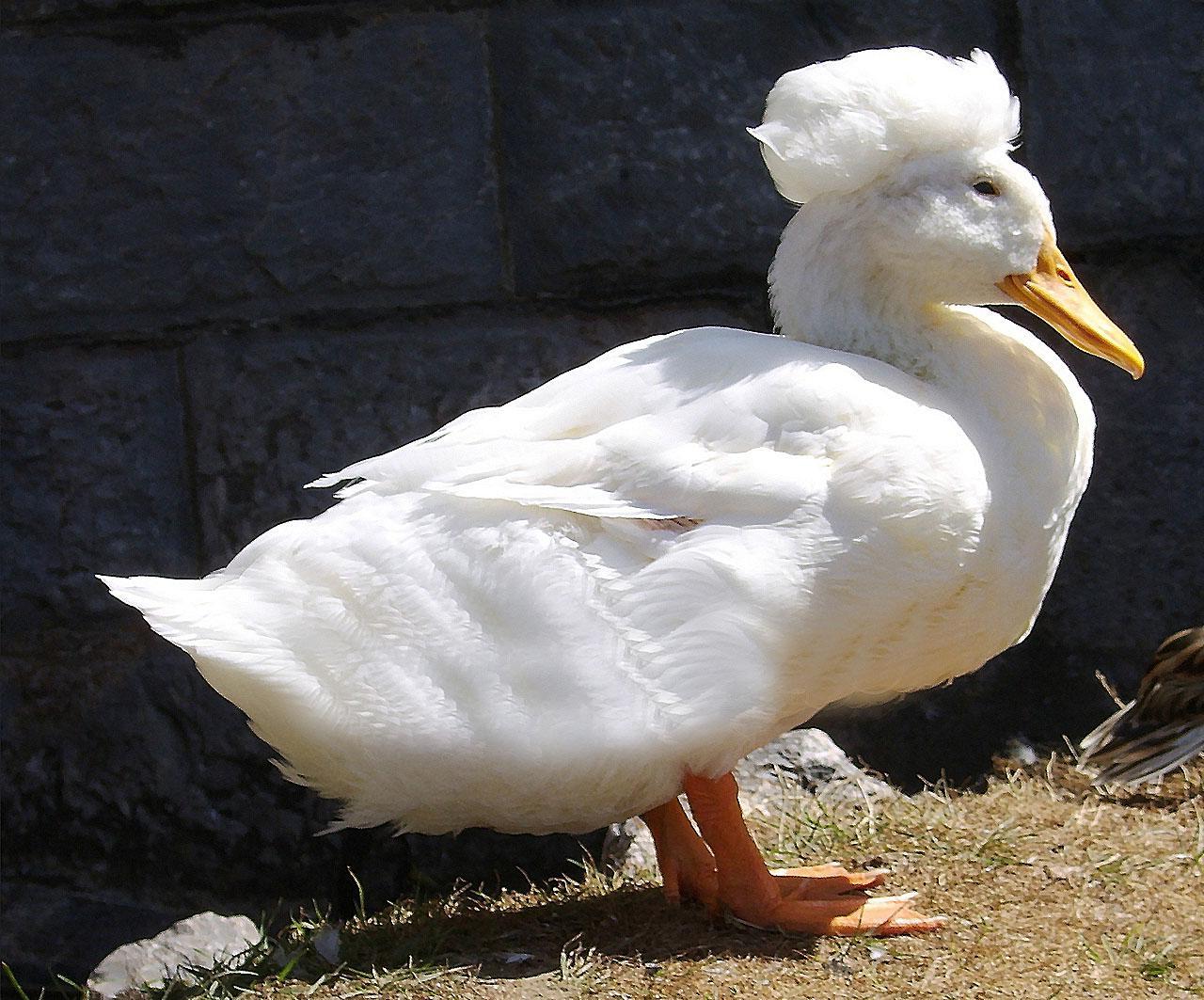 White Duck Wallpapers Top Free White Duck Backgrounds WallpaperAccess
