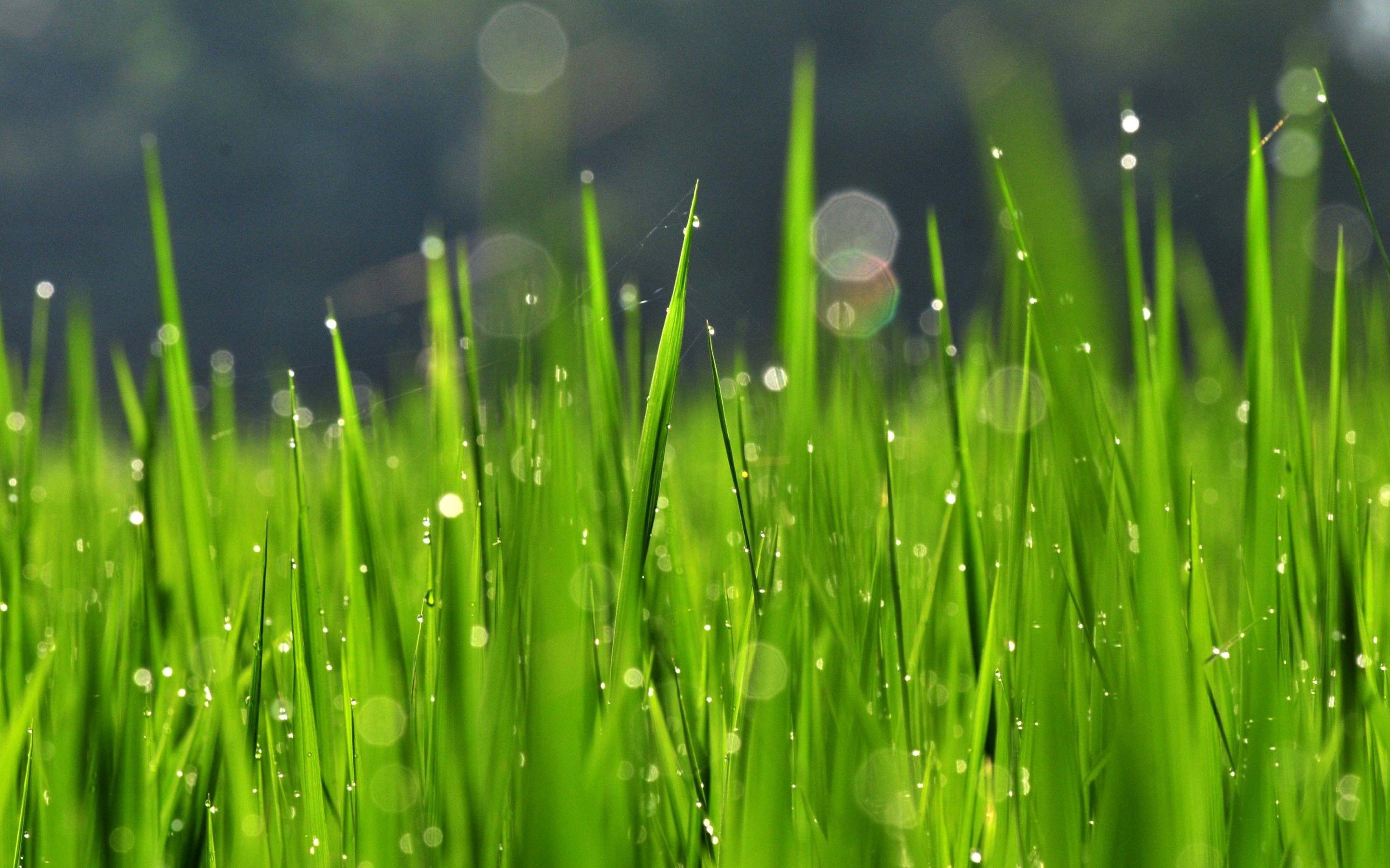 4K Grass Wallpapers Top Free 4K Grass Backgrounds WallpaperAccess