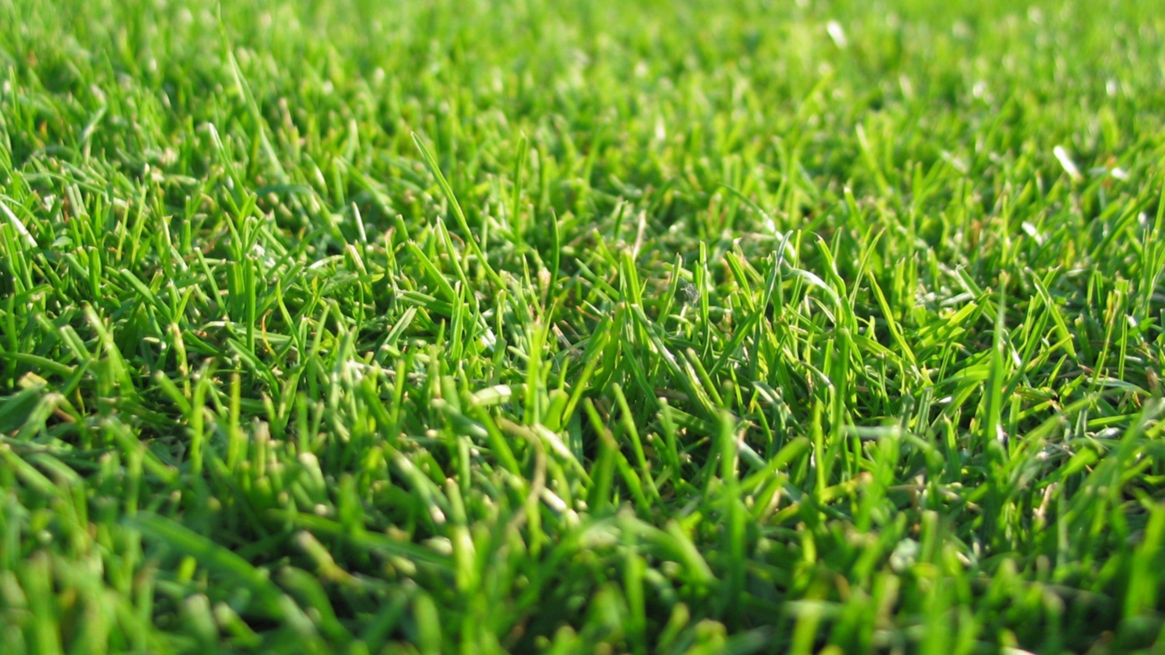 4K Grass Wallpapers Top Free 4K Grass Backgrounds WallpaperAccess