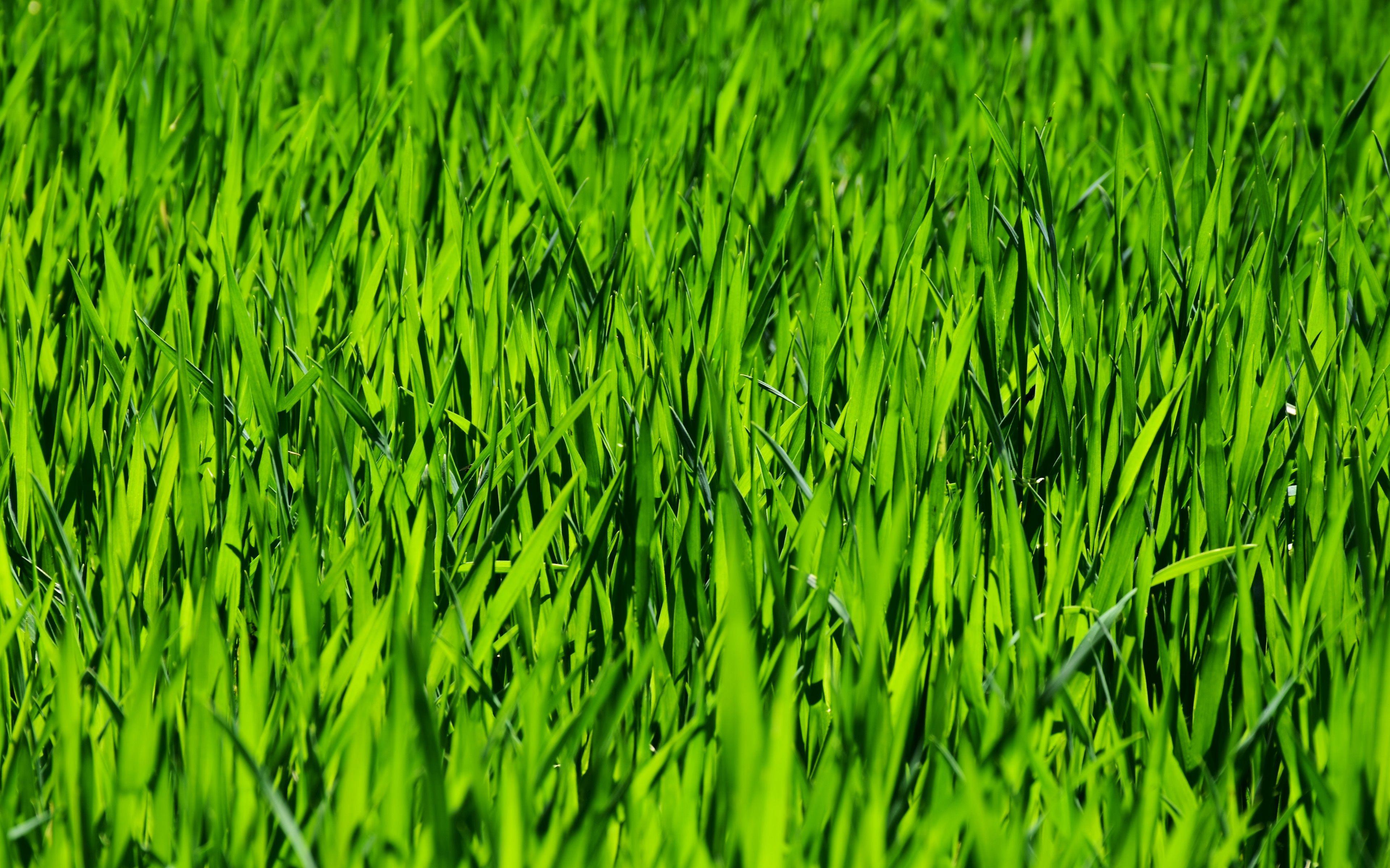 4K Grass Wallpapers Top Free 4K Grass Backgrounds WallpaperAccess