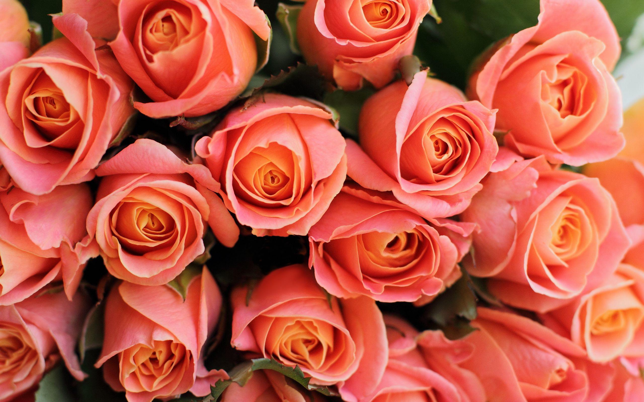 Coral Flower Wallpapers Top Free Coral Flower Backgrounds