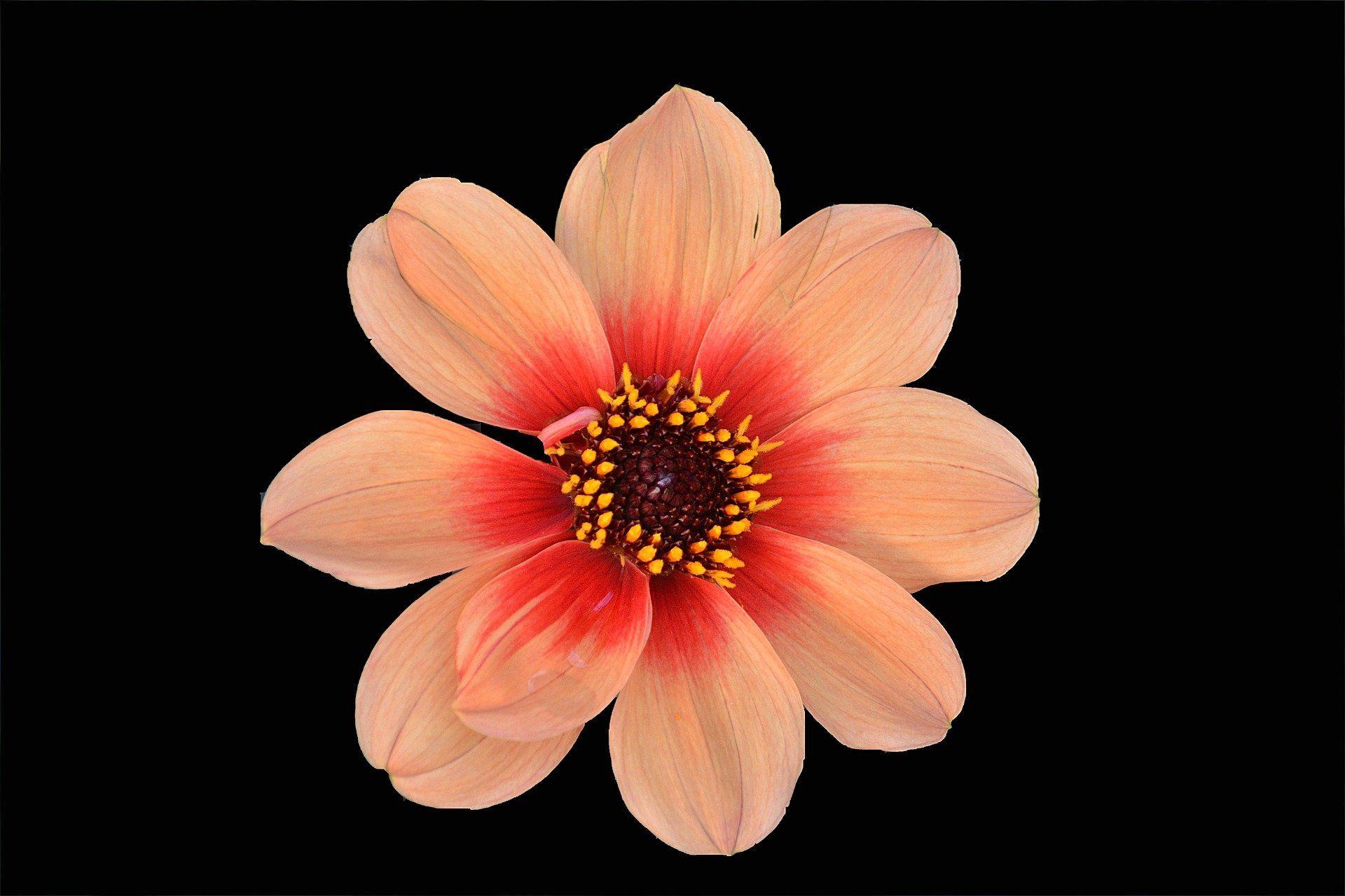 Coral Flower Wallpapers Top Free Coral Flower Backgrounds